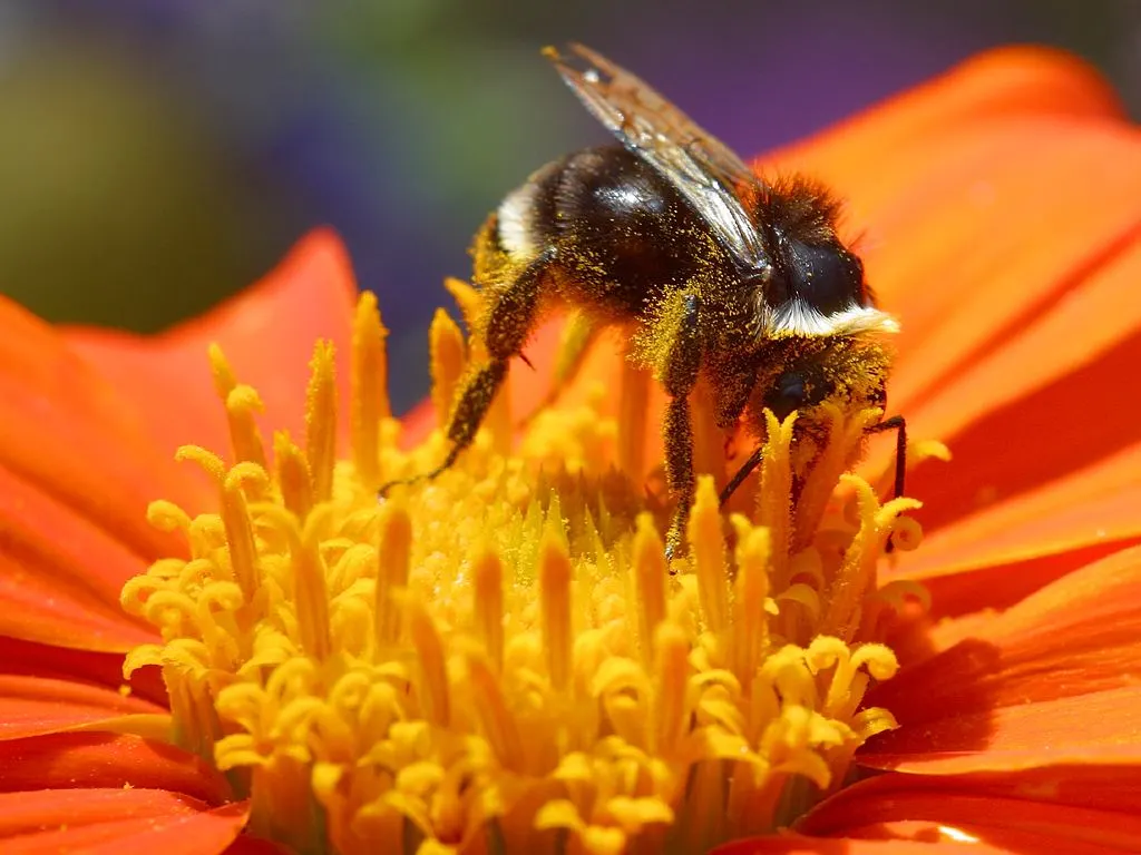 Mexican Sunflower (Tithonia Rotundifolia) — providing a lush backdrop for the blossoms.<br><br>For optimal growth; making it suitable for regions, image 218