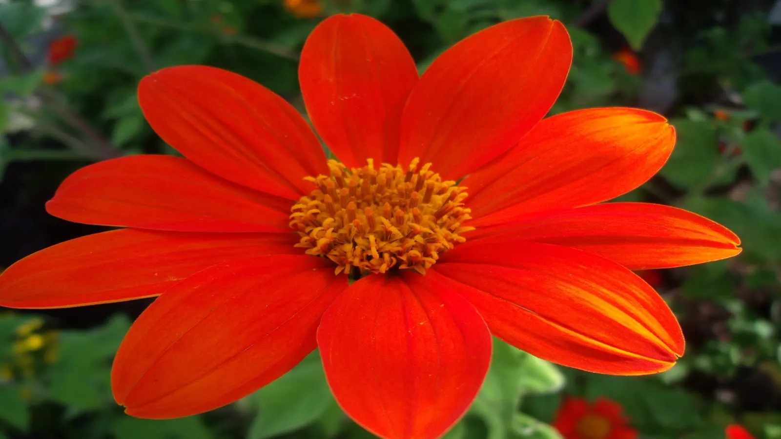 Mexican Sunflower (Tithonia Rotundifolia) — daisy-like flowers with fiery orange to red petals surrounding a central yellow disk, image 67