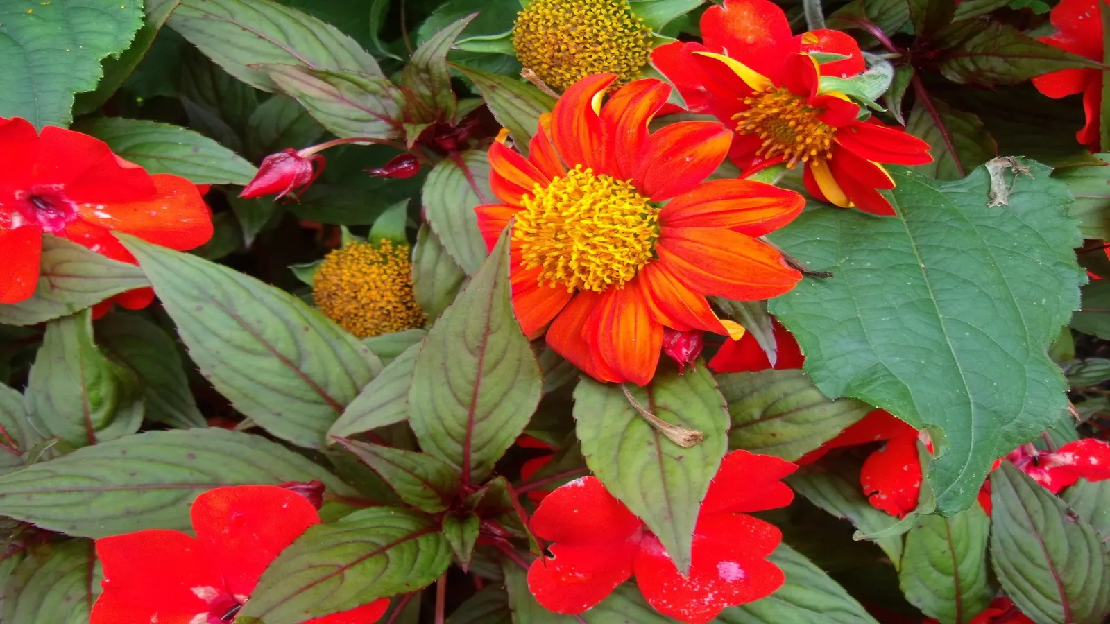 Mexican Sunflower (Tithonia Rotundifolia) — annual for full; ideal for adding vertical interest and a splash of late-season color to any garden, image 105