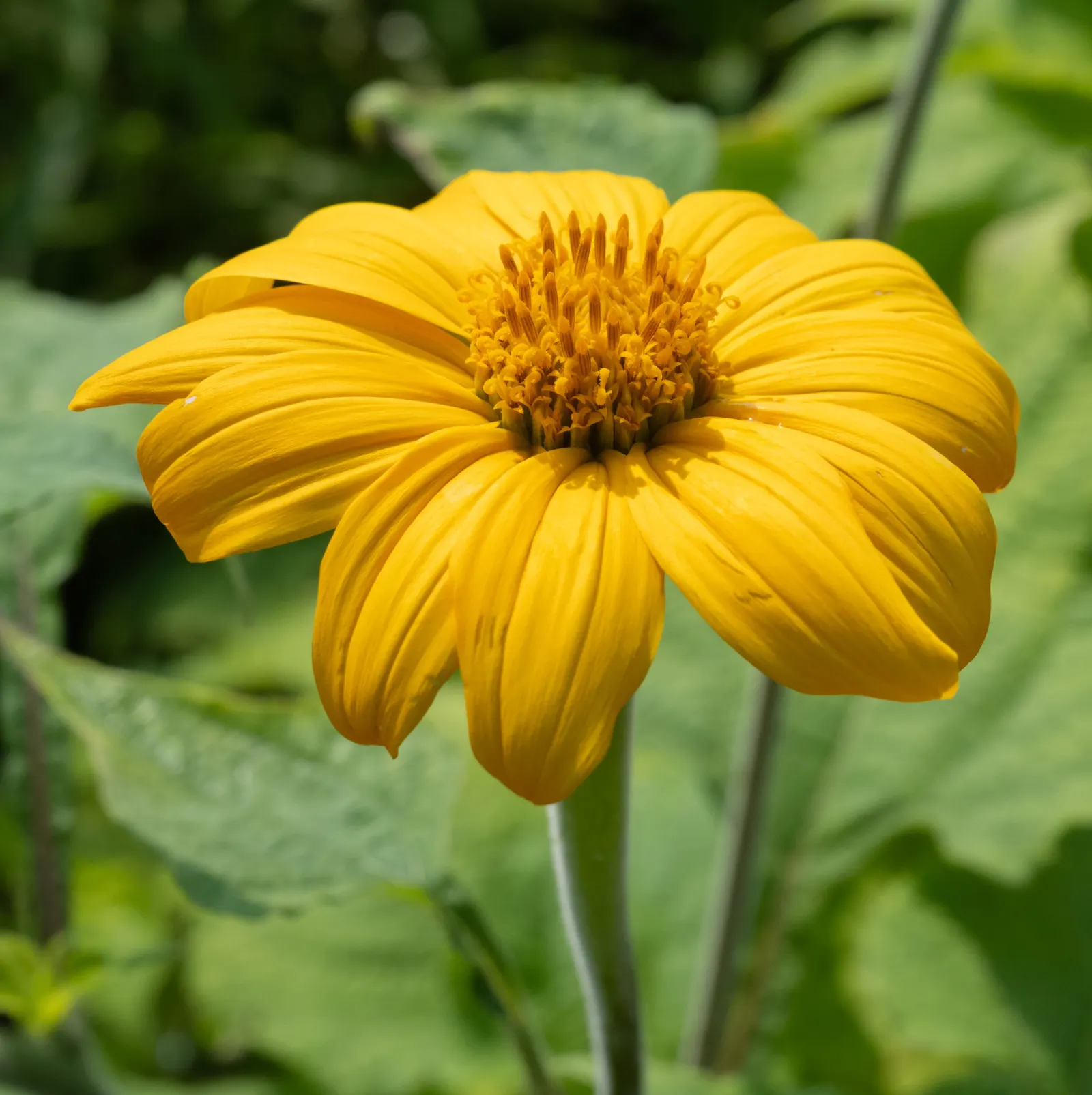 Mexican Sunflower (Tithonia Rotundifolia) — annual for full; ideal for adding vertical interest and a splash of late-season color to any garden setting