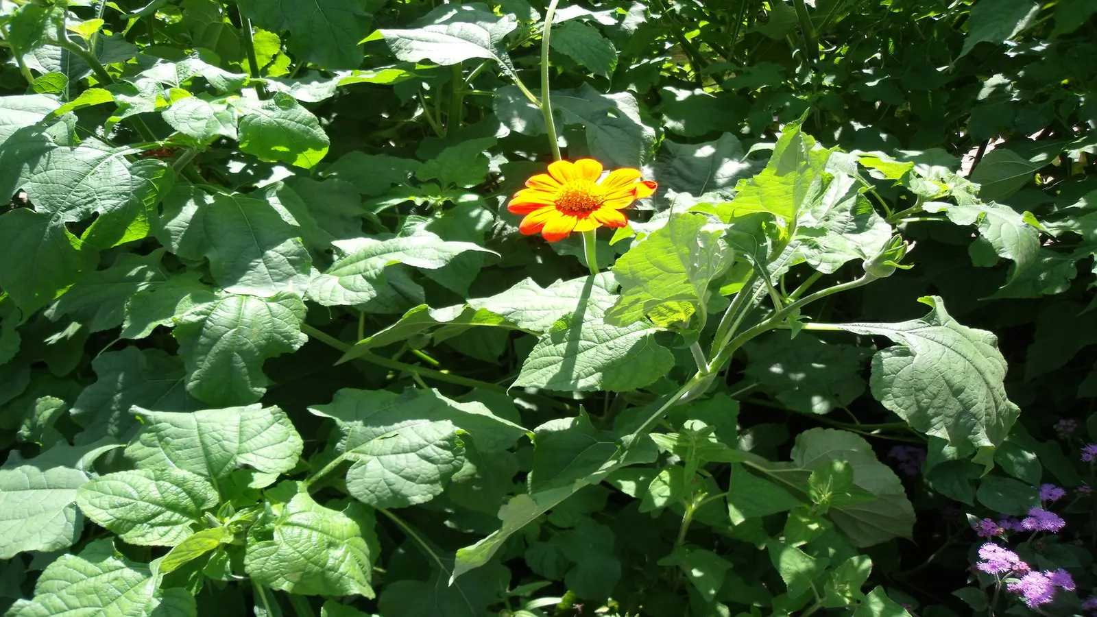 Mexican Sunflower (Tithonia Rotundifolia) — providing a lush backdrop for the blossoms.<br><br>For optimal growth; making it suitable for regions, image 92