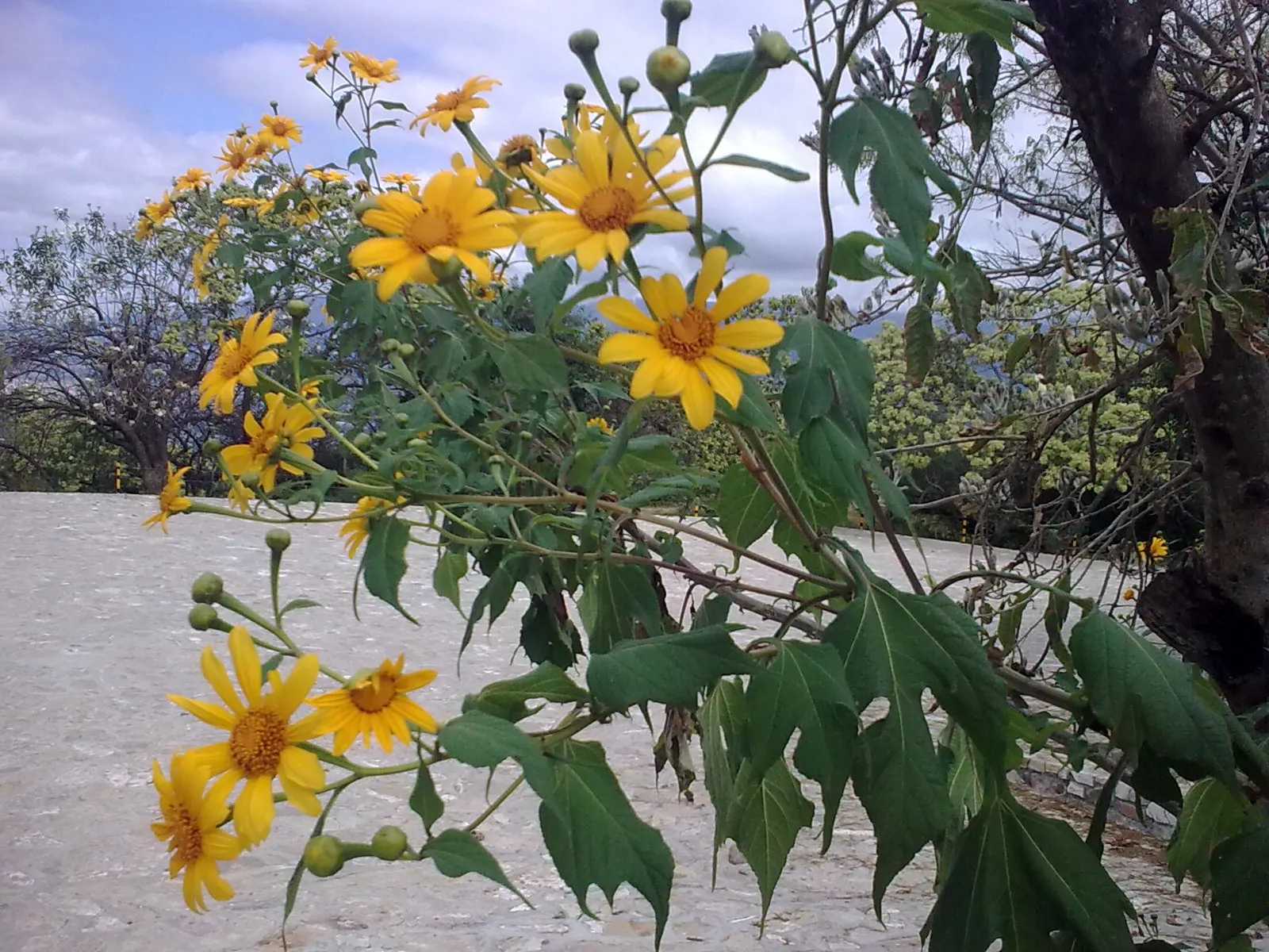 Mexican Sunflower (Tithonia Rotundifolia) — this plant adds a burst of warm color to any landscape design from mid-summer through fall; ideal for, image 195