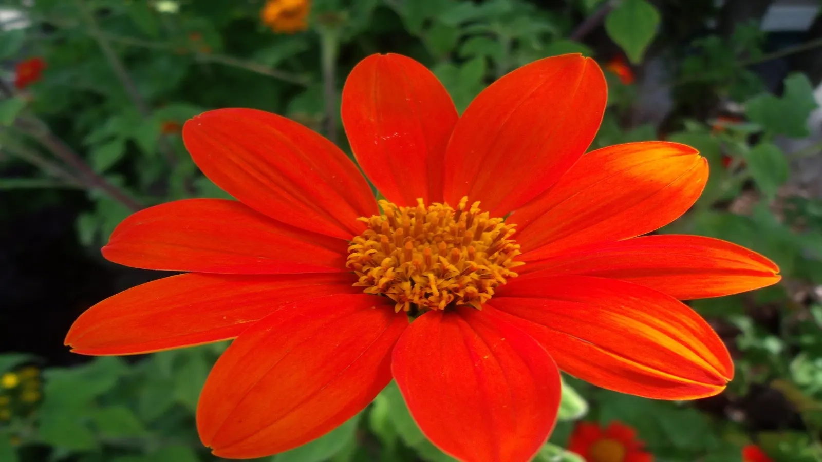 Mexican Sunflower (Tithonia Rotundifolia) — reaching a mature height of 4 to 6 feet with a spread of 2 to 3 feet