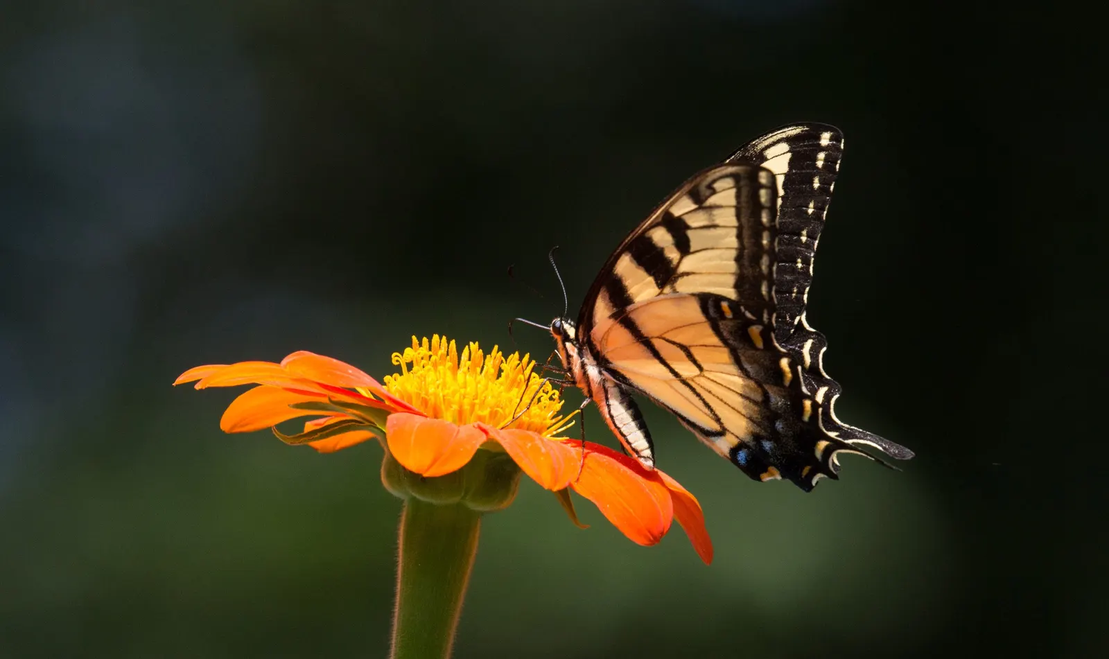 Mexican Sunflower (Tithonia Rotundifolia) — Preferring full sun, it thrives in well-drained soil and is drought-tolerant once established, image 64