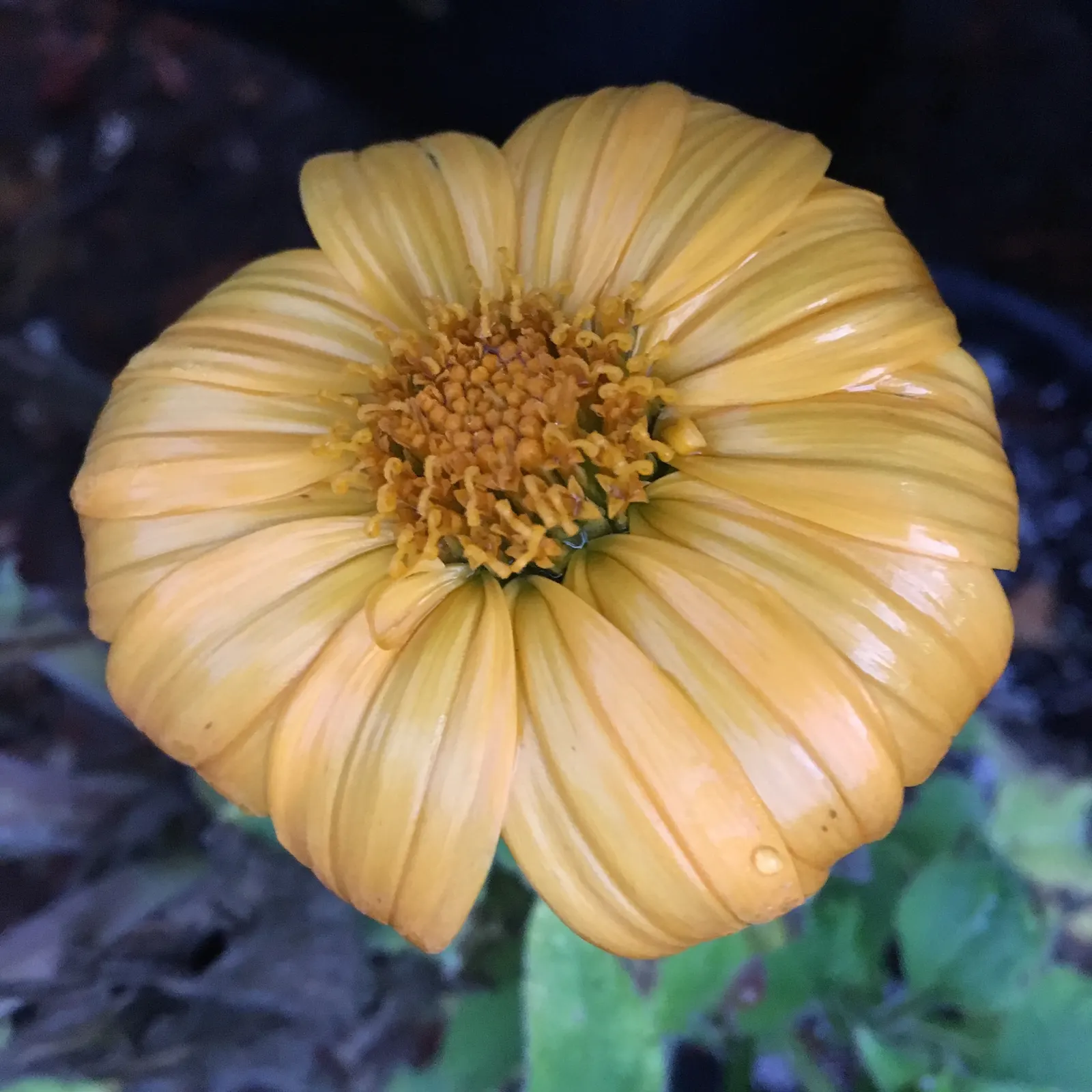 Mexican Sunflower (Tithonia Rotundifolia) — orange flowers in the garden
