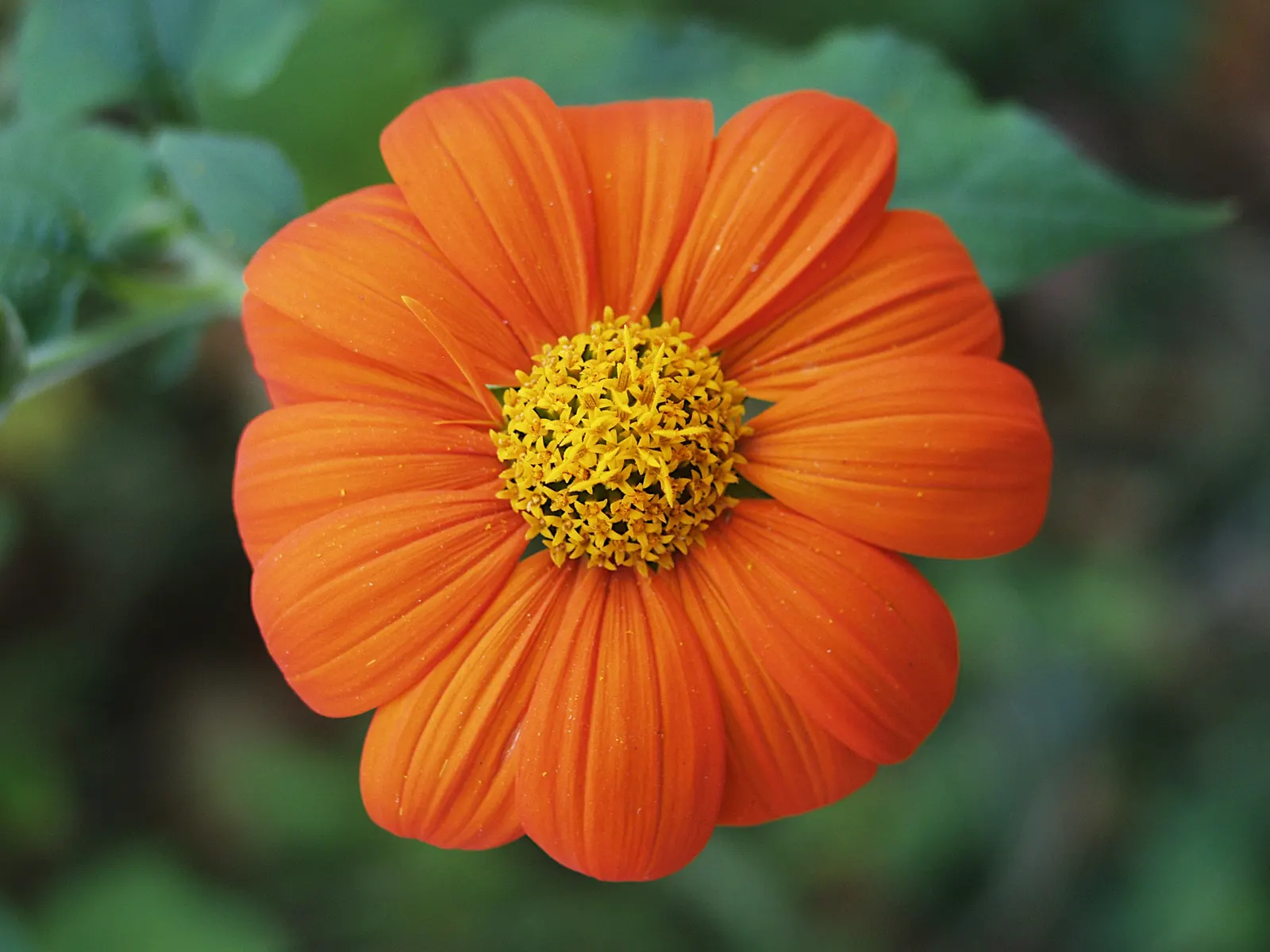 Mexican Sunflower (Tithonia Rotundifolia) — dry summers - although regular watering will encourage more prolific blooming; ideal for adding, image 75
