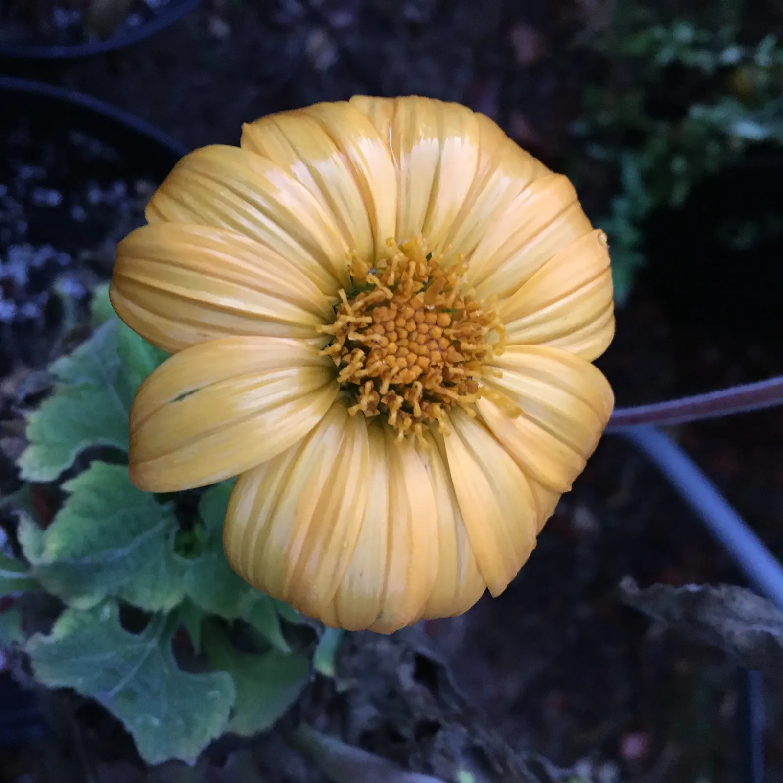 Mexican Sunflower (Tithonia Rotundifolia) — making it suitable for regions with hot, image 221