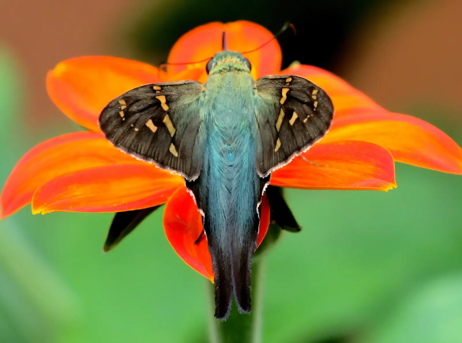 Mexican Sunflower (Tithonia Rotundifolia) — this plant adds a burst of warm color to any landscape design from mid-summer through fall; ideal for, image 153