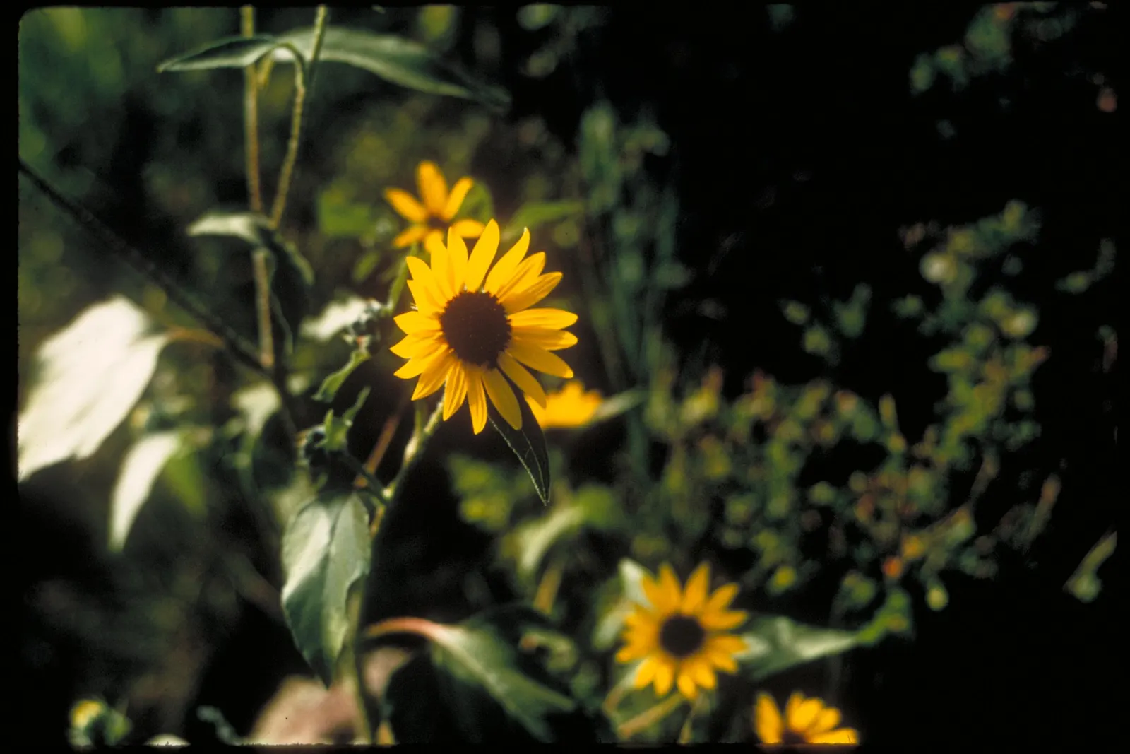 Mexican Sunflower (Tithonia Rotundifolia) — When situating the Mexican Sunflower in a landscape design, consider its height and sun requirements, image 55