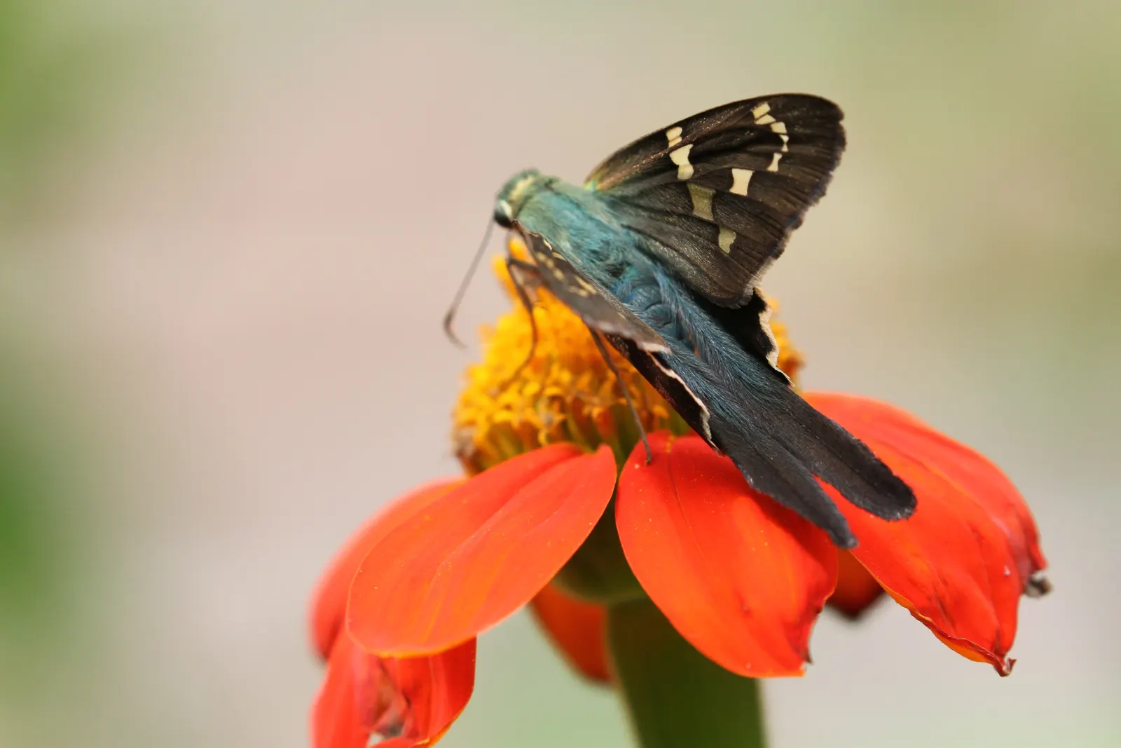 Mexican Sunflower (Tithonia Rotundifolia) — reaching a mature height of 4 to 6 feet with a spread of 2 to 3 feet; daisy-like flowers with fiery, image 133