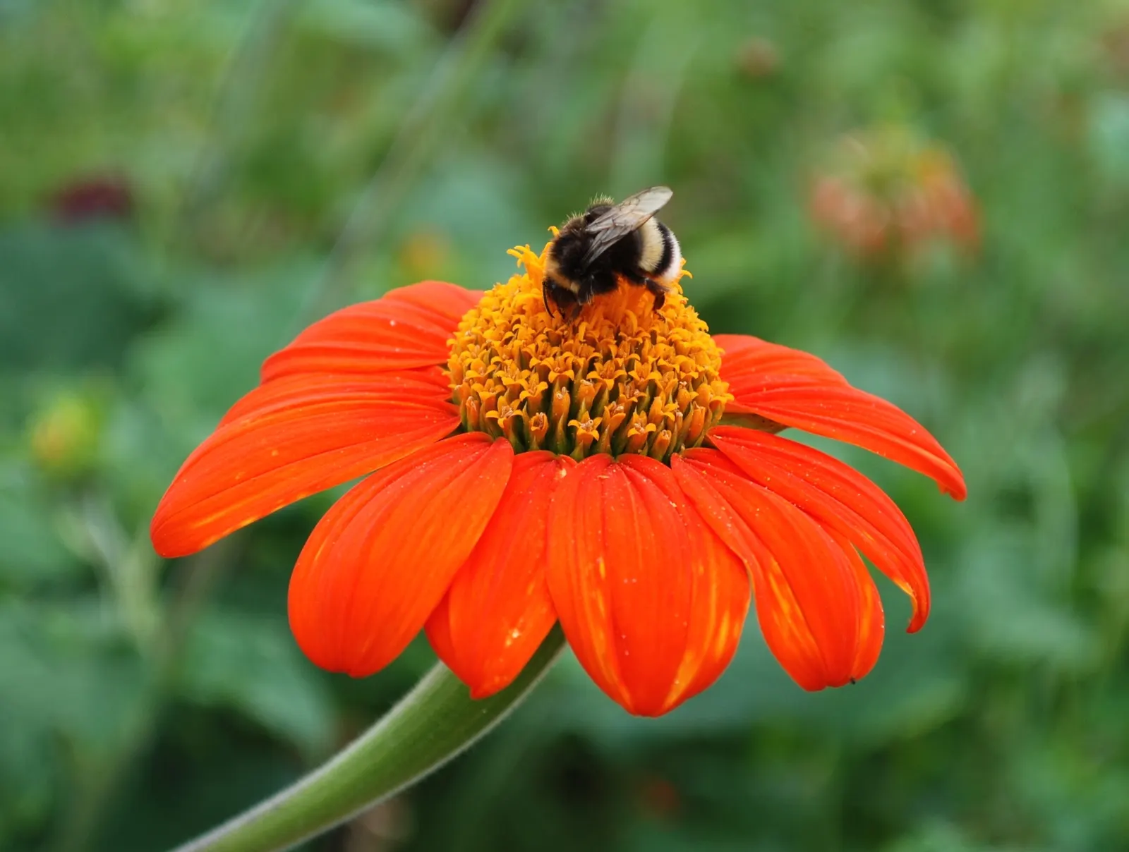 Mexican Sunflower (Tithonia Rotundifolia) — annual with orange blooms