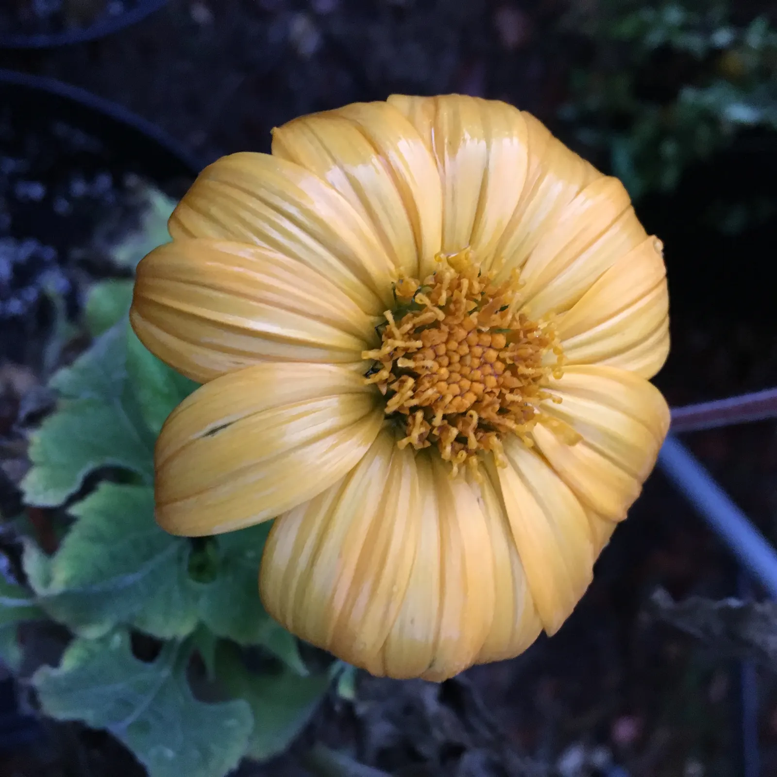 Mexican Sunflower (Tithonia Rotundifolia) — high-impact plant with a statuesque presence; making it suitable for regions with hot
