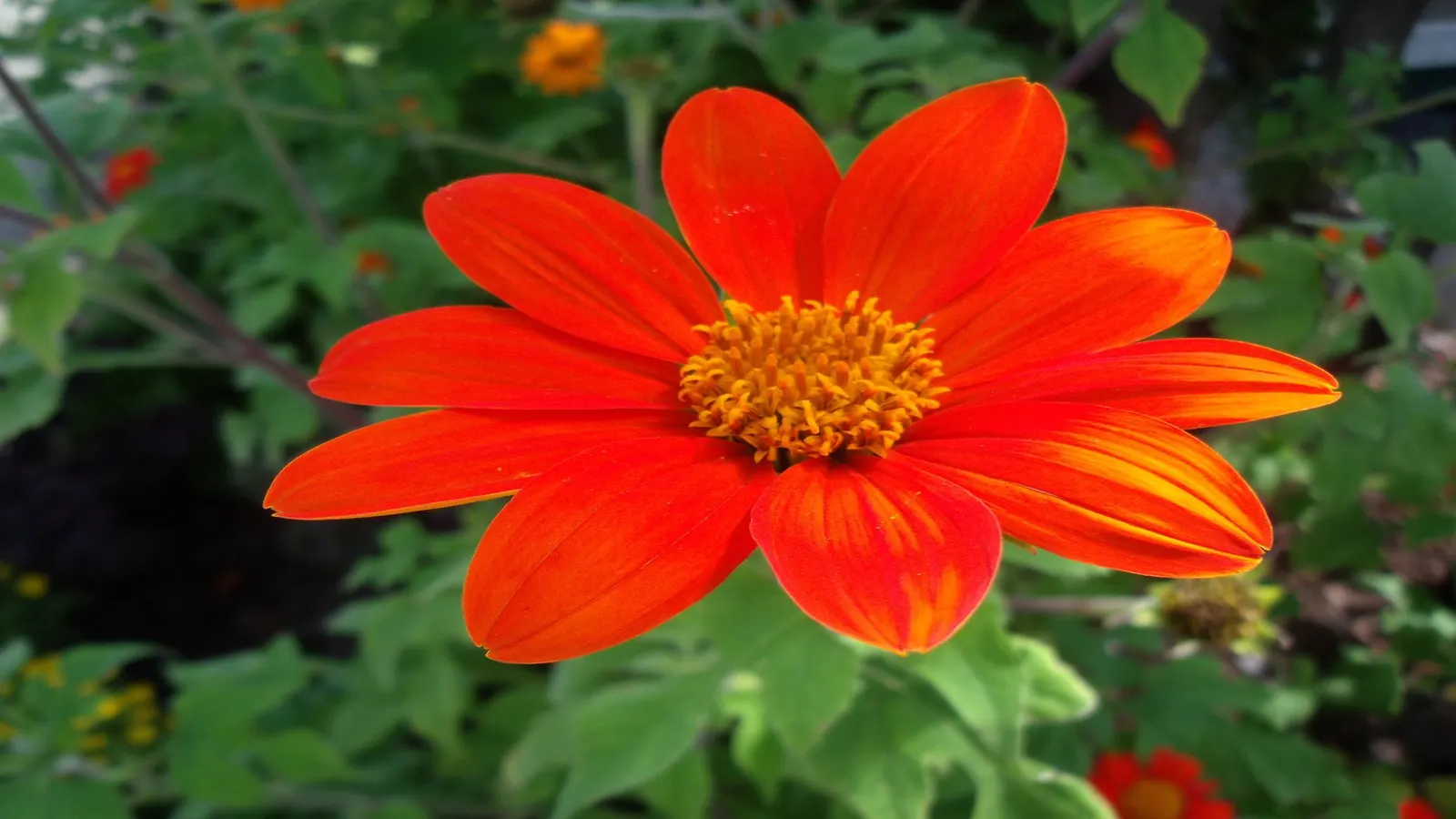 Mexican Sunflower (Tithonia Rotundifolia) — orange flowers in the garden; daisy-like flowers with fiery orange to red petals surrounding a central, image 124