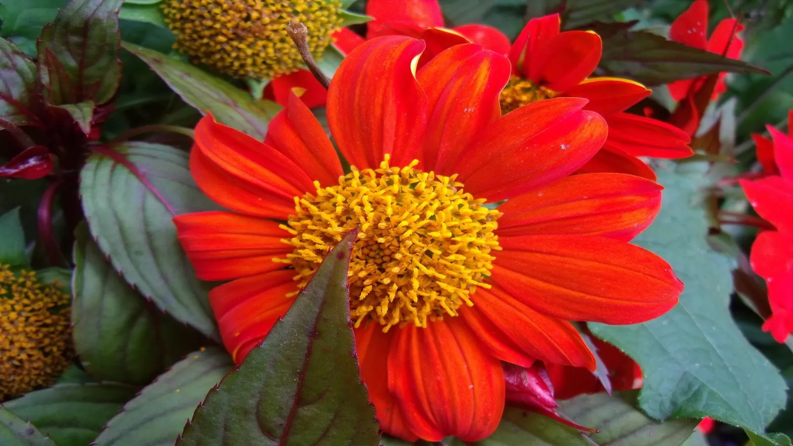 Mexican Sunflower (Tithonia Rotundifolia) — Tithonia rotundifolia requires full sun exposure and well-draining soil; ideal for adding vertical, image 135