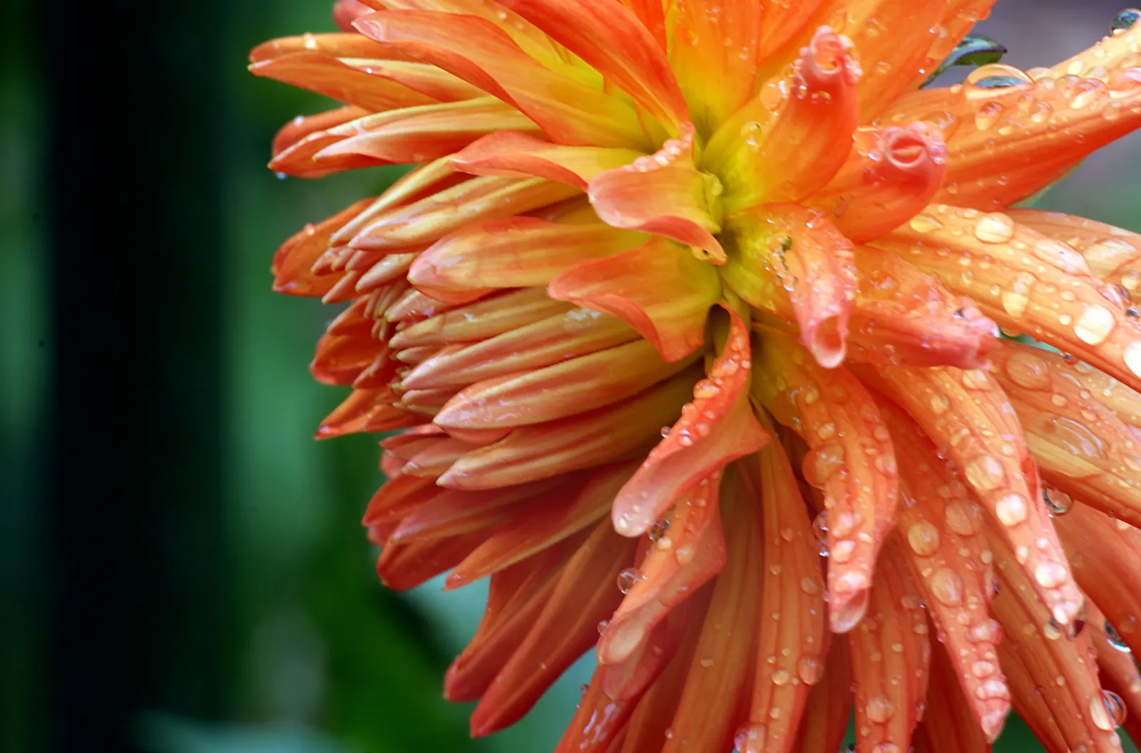 Mexican Sunflower (Tithonia Rotundifolia) — It's quite drought-tolerant once established; daisy-like flowers with fiery orange to red petals, image 178