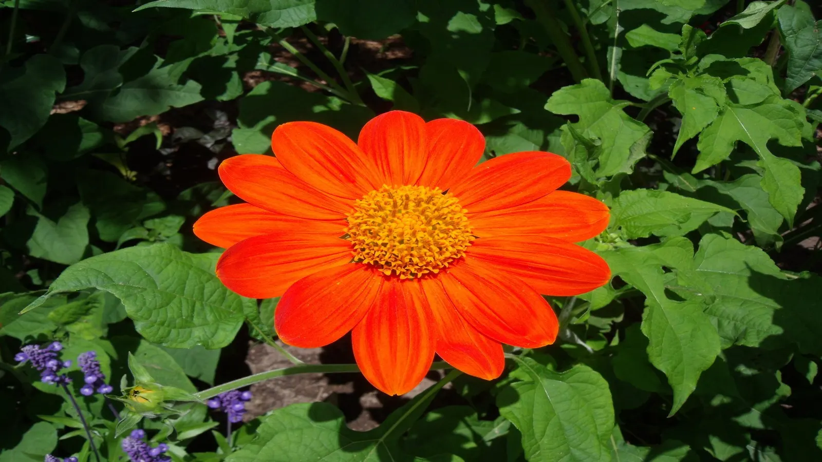 Mexican Sunflower (Tithonia Rotundifolia) — Native to Mexico and Central America; making it suitable for regions with hot, image 47