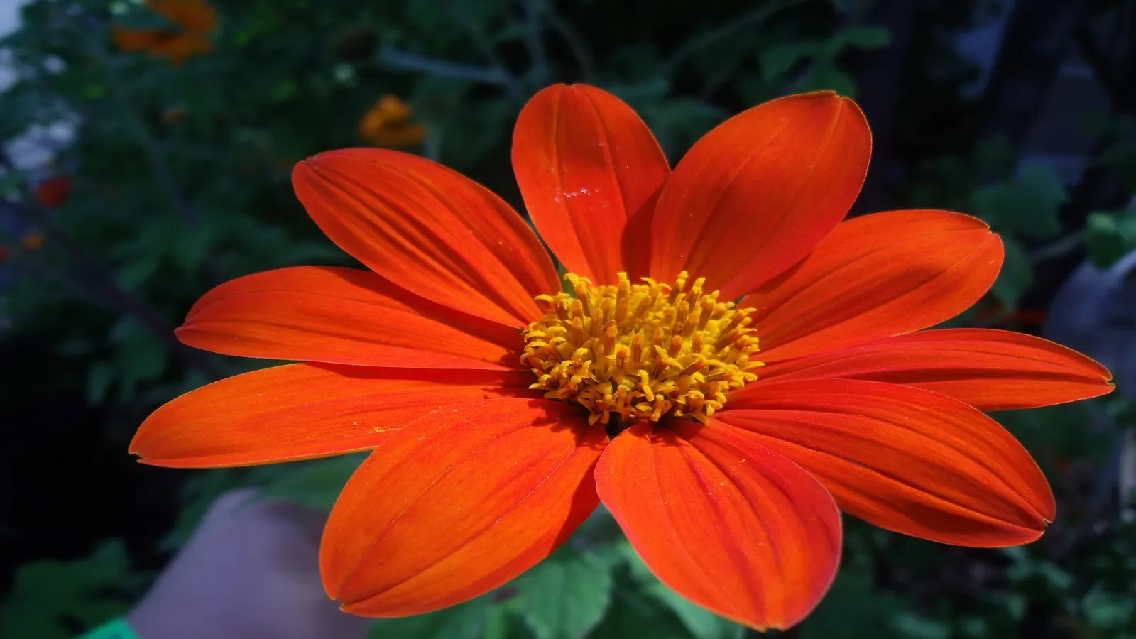 Mexican Sunflower (Tithonia Rotundifolia) — this plant adds a burst of warm color to any landscape design from mid-summer through fall; ideal for, image 111
