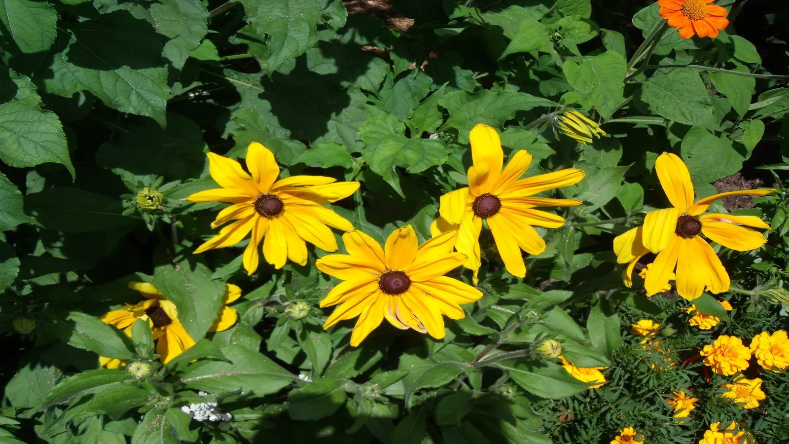 Mexican Sunflower (Tithonia Rotundifolia) — providing a lush backdrop for the blossoms.<br><br>For optimal growth