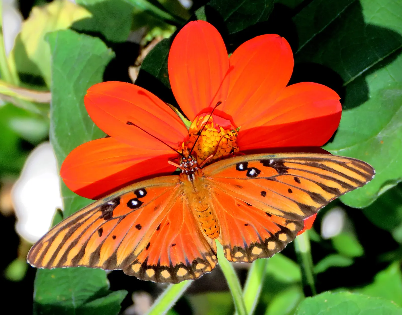 Mexican Sunflower (Tithonia Rotundifolia) — this plant adds a burst of warm color to any landscape design from mid-summer through fall; ideal for, image 90