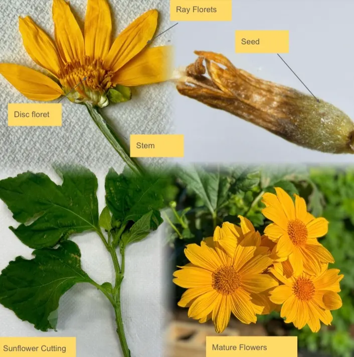 Mexican Sunflower (Tithonia Rotundifolia) — making it suitable for regions with hot, image 32