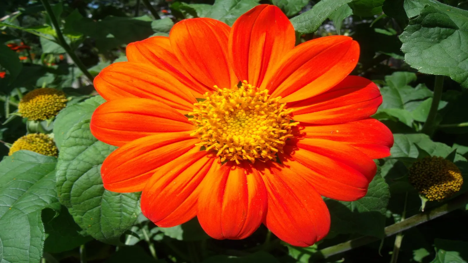 Mexican Sunflower (Tithonia Rotundifolia) — gardeners should be aware that although an annual; making it suitable for regions with hot, image 77