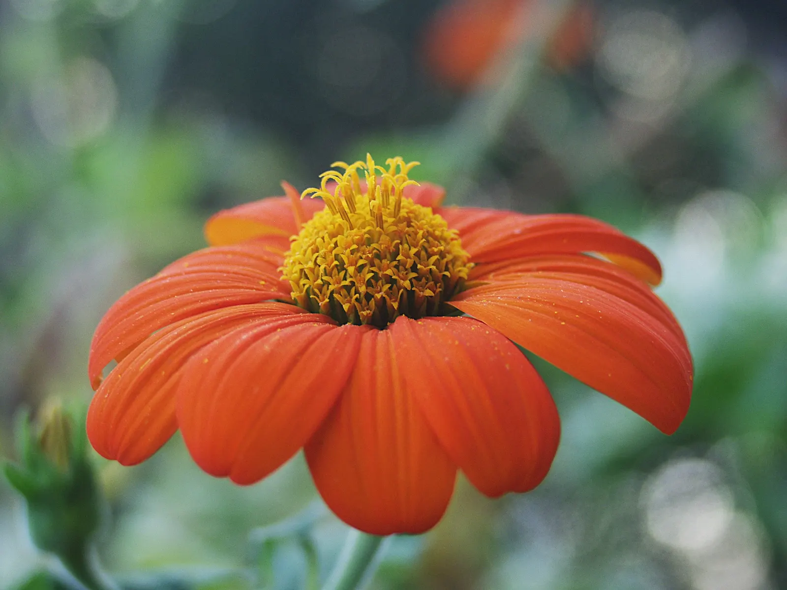 Mexican Sunflower (Tithonia Rotundifolia) — Ideal for adding height and color to borders or as a background plant; ideal for adding vertical, image 129