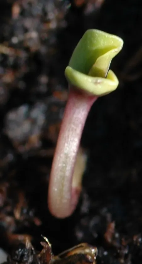 Mexican Sunflower (Tithonia Rotundifolia) — making it suitable for regions with hot