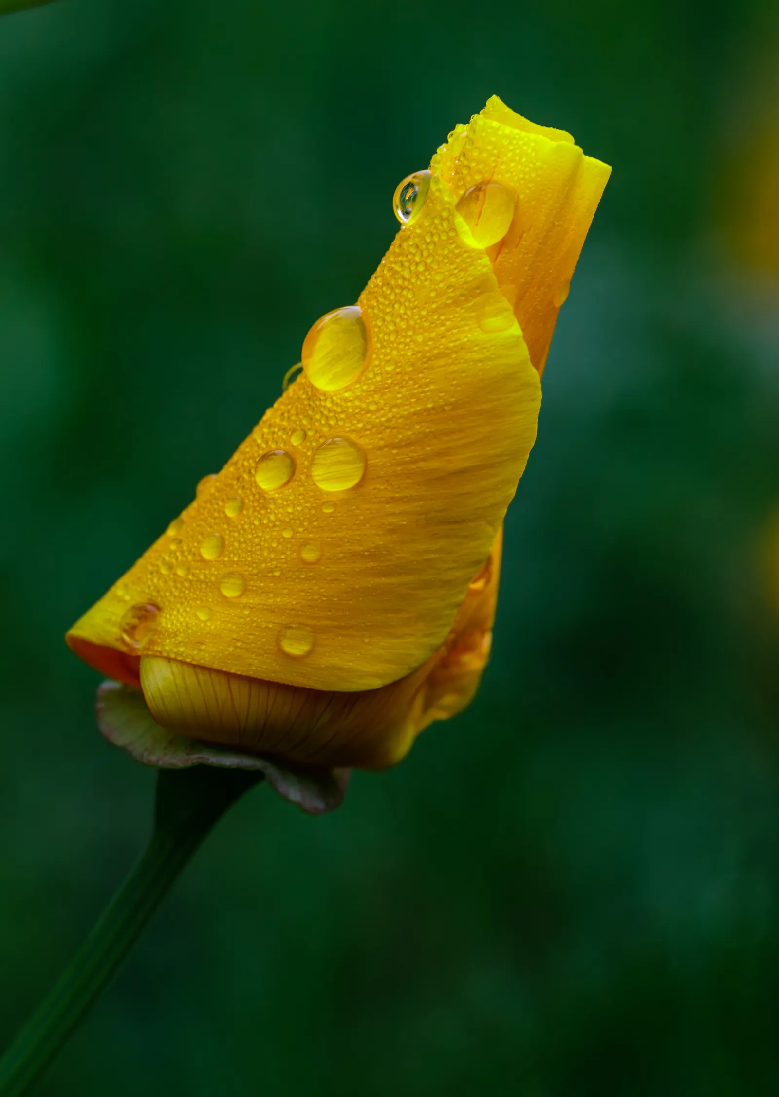 California Poppy (Eschscholzia Californica) — flourishing in full sun and well-drained soils
