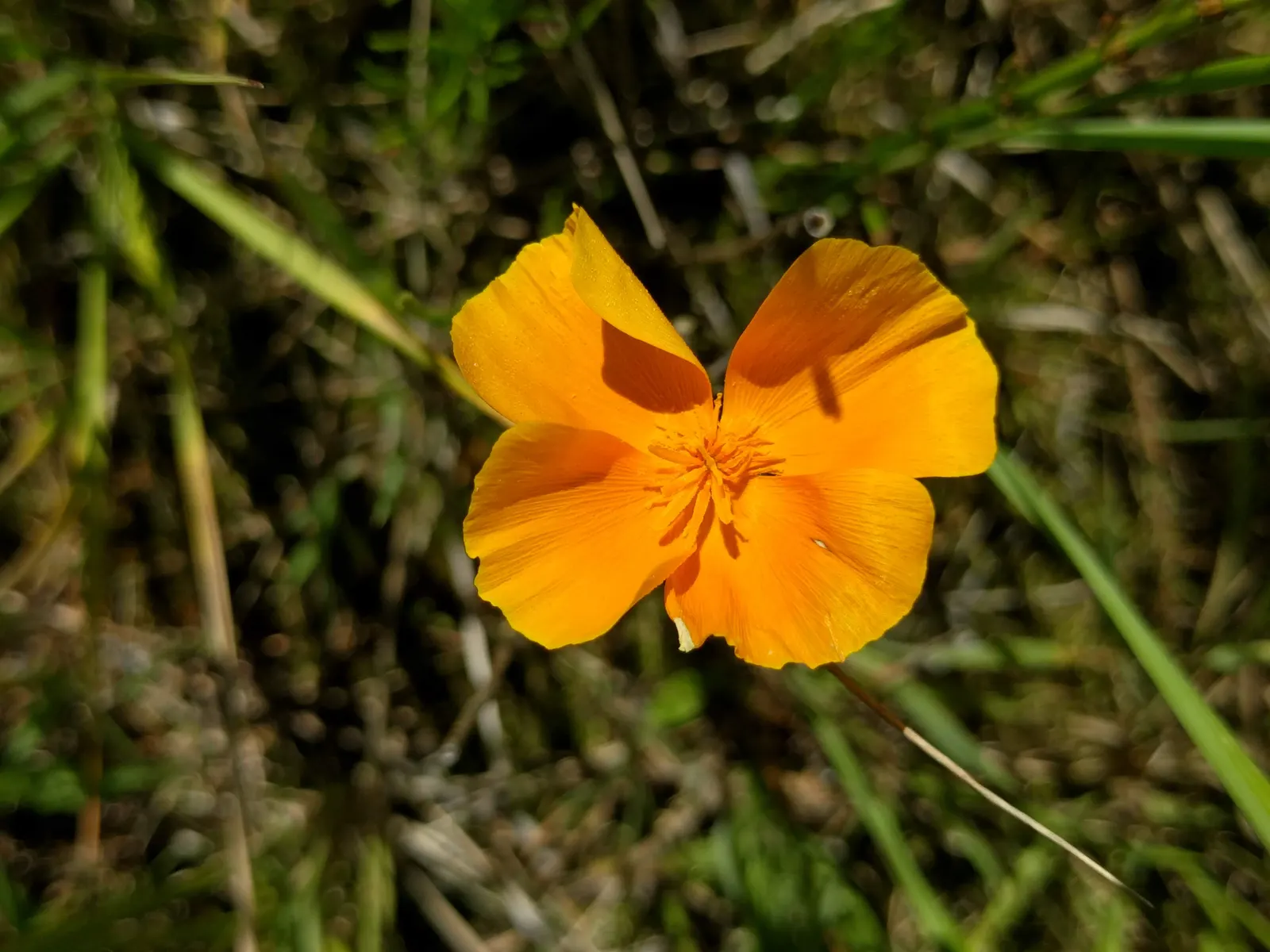 California Poppy (Eschscholzia Californica) — reaching 6-12 inches in height
