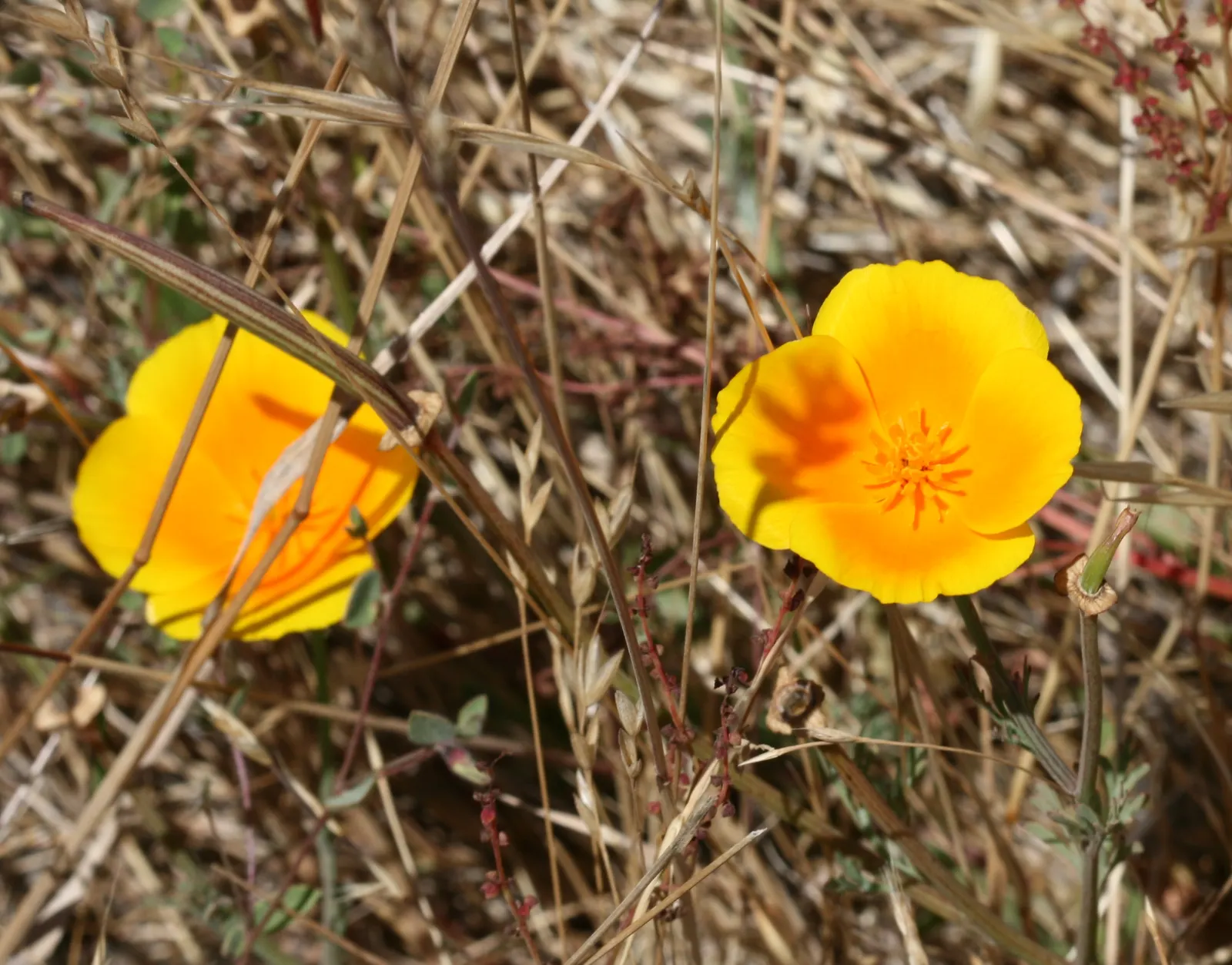 California Poppy (Eschscholzia Californica) — This drought-tolerant native showcases feathery blue-green foliage
