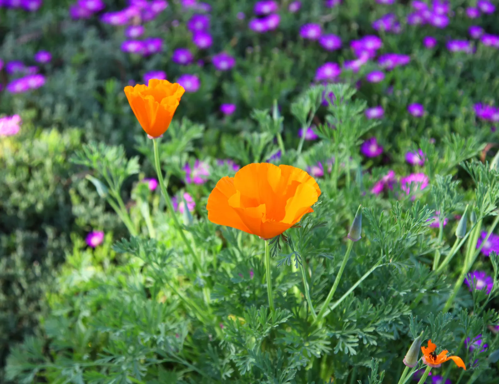 California Poppy (Eschscholzia Californica) — commonly known as California Poppy