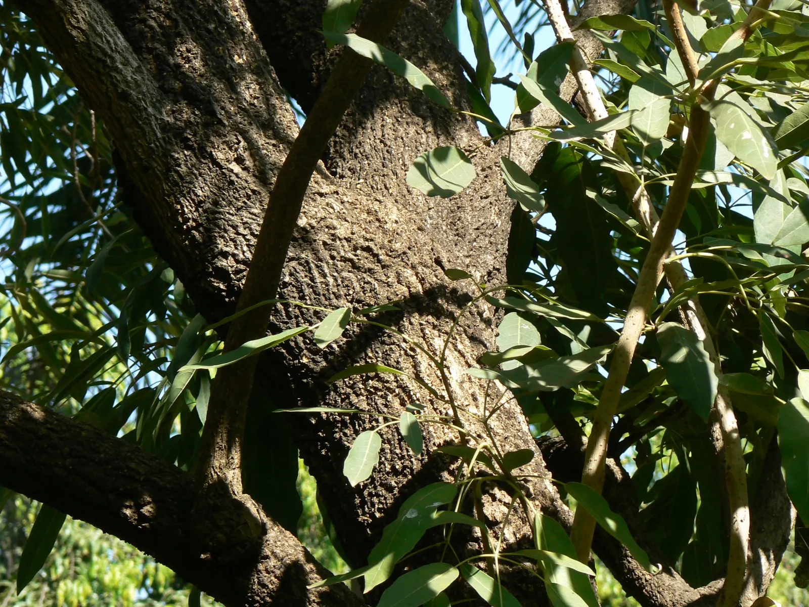 Golden Trumpet Tree (Tabebuia Chrysotricha) — The well-drained soil of varying types; measuring about 2 to 3 inches