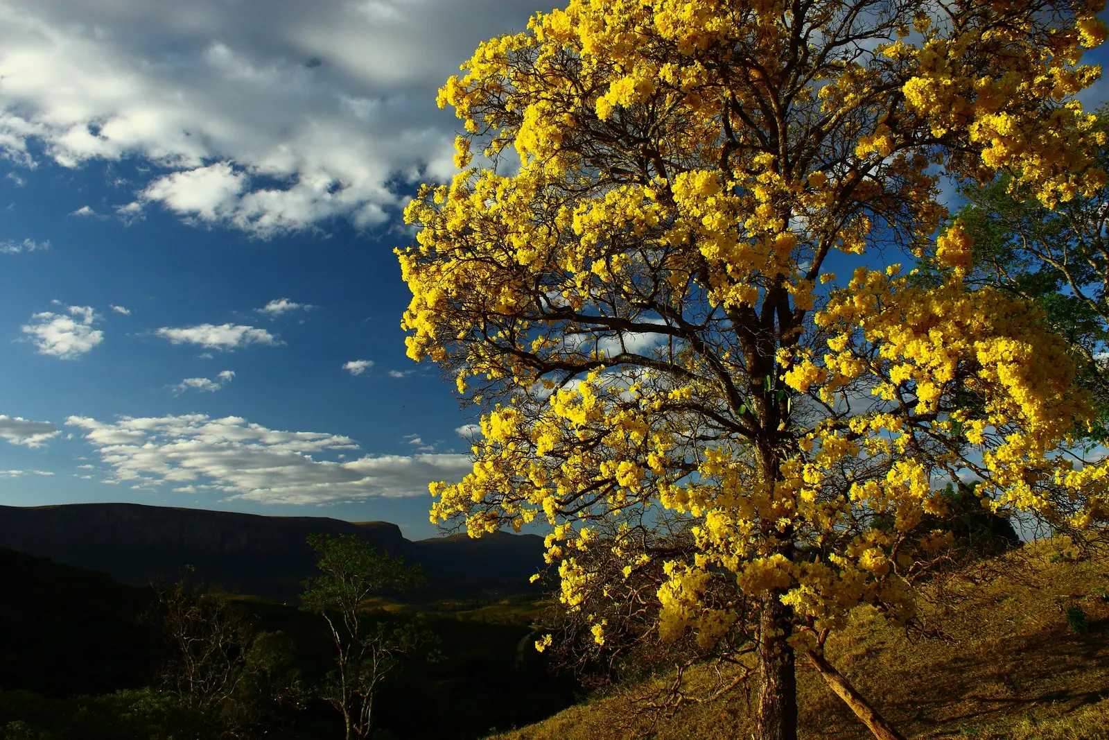 Golden Trumpet Tree (Tabebuia Chrysotricha) — scientifically known as Tabebuia chrysotricha; deciduous tree coveted for its vibrant floral display