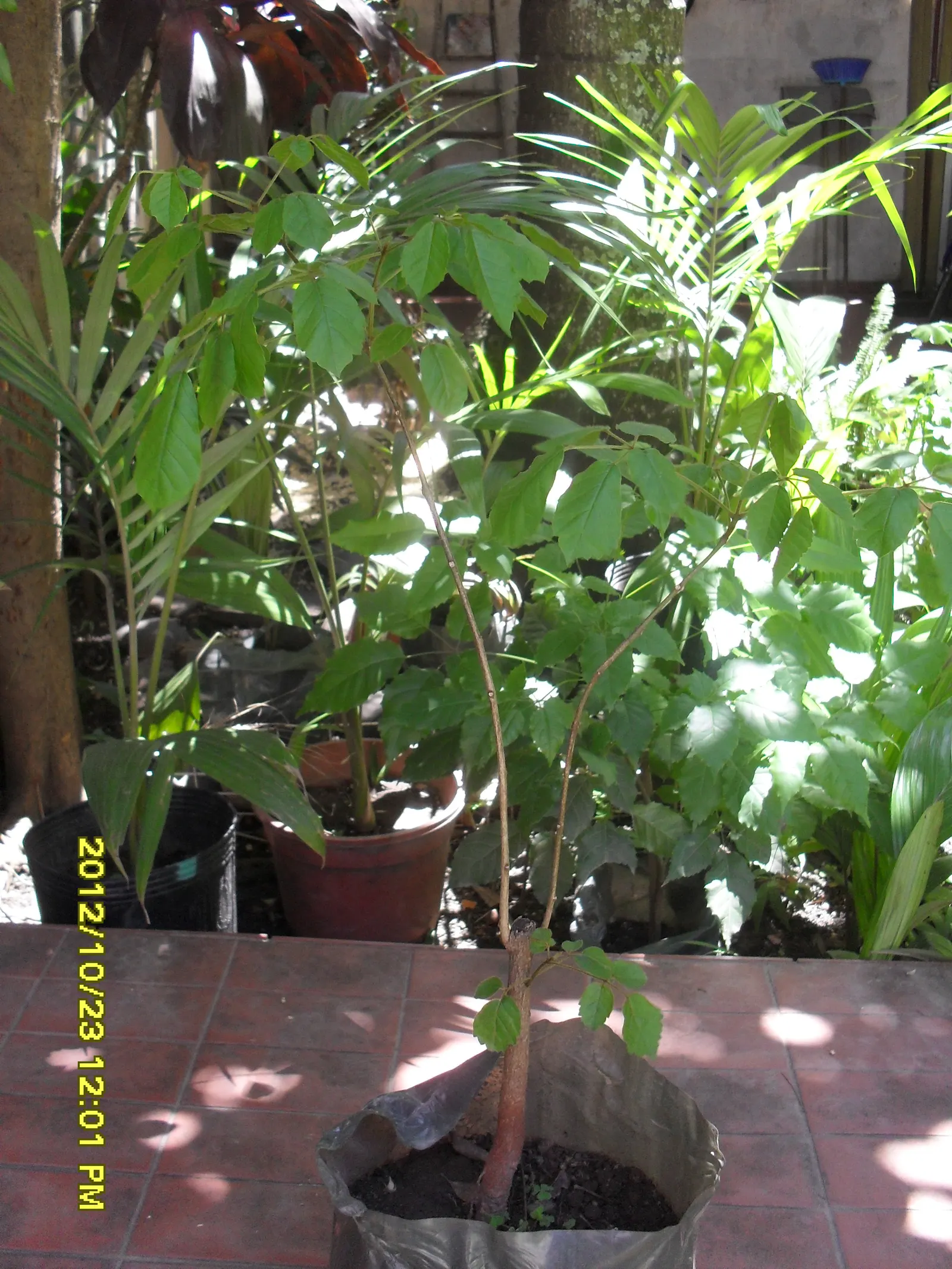 Golden Trumpet Tree (Tabebuia Chrysotricha) — fast-growing deciduous tree that reaches heights of 20-25 feet; reaching a mature height of 20 to 25 feet with a