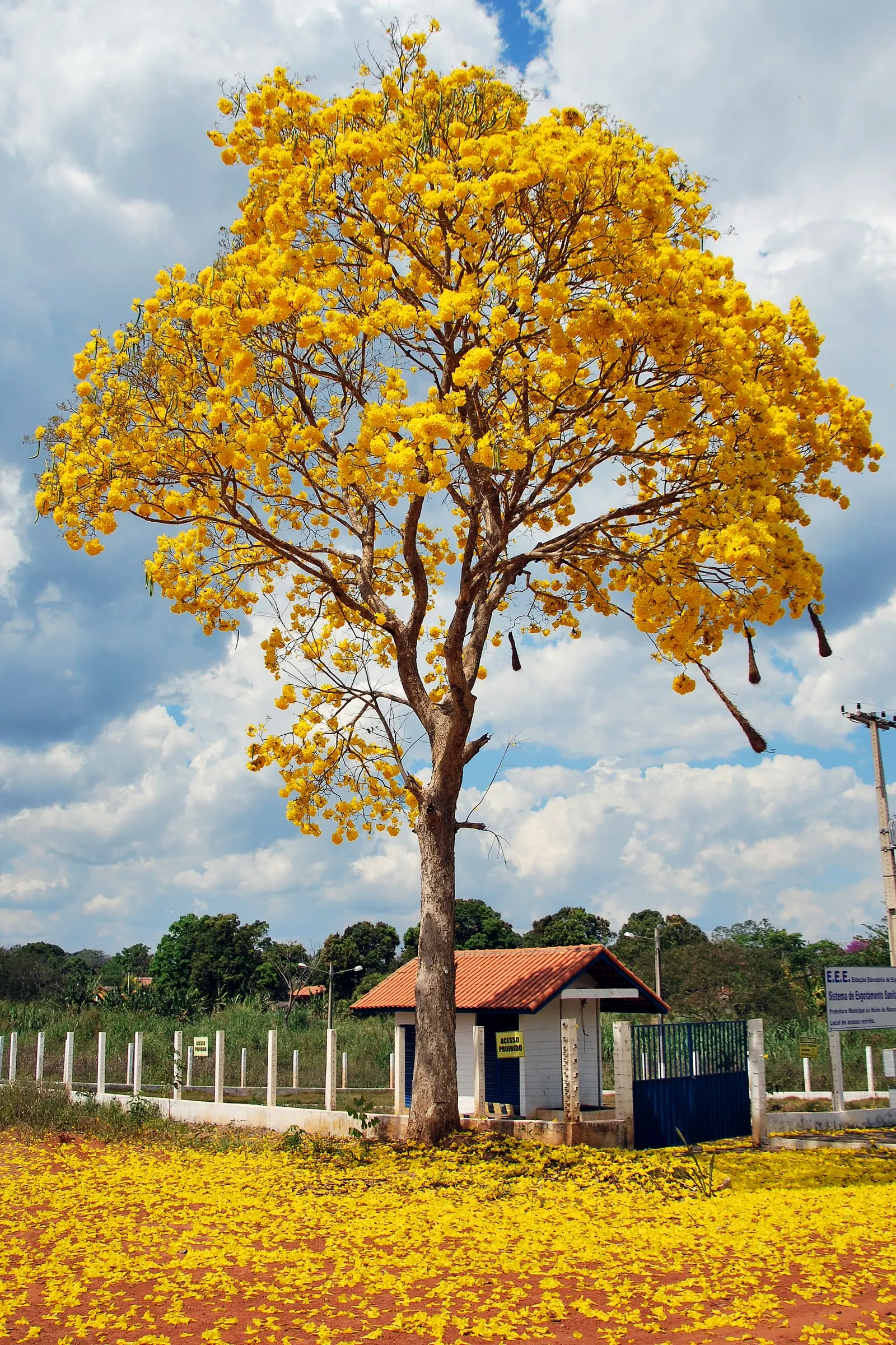 Golden Trumpet Tree (Tabebuia Chrysotricha) — Prefers well-drained soil and is drought-tolerant once established; slow-release fertilizer annually in spring to