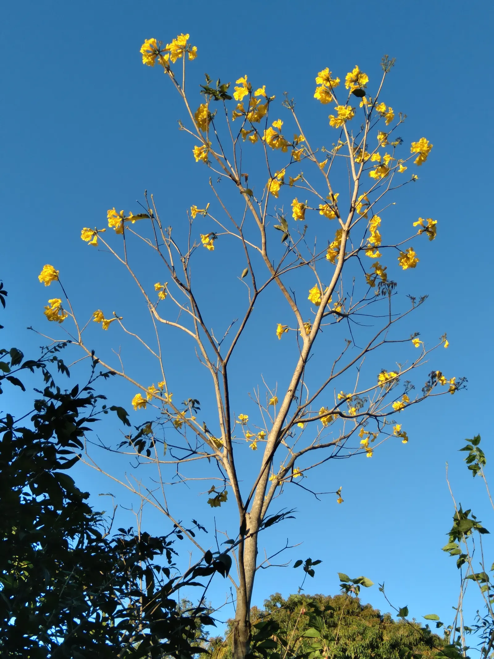 Golden Trumpet Tree (Tabebuia Chrysotricha) — measuring about 2 to 3 inches; the tree's distinctive furrowed bark and palmately-compound