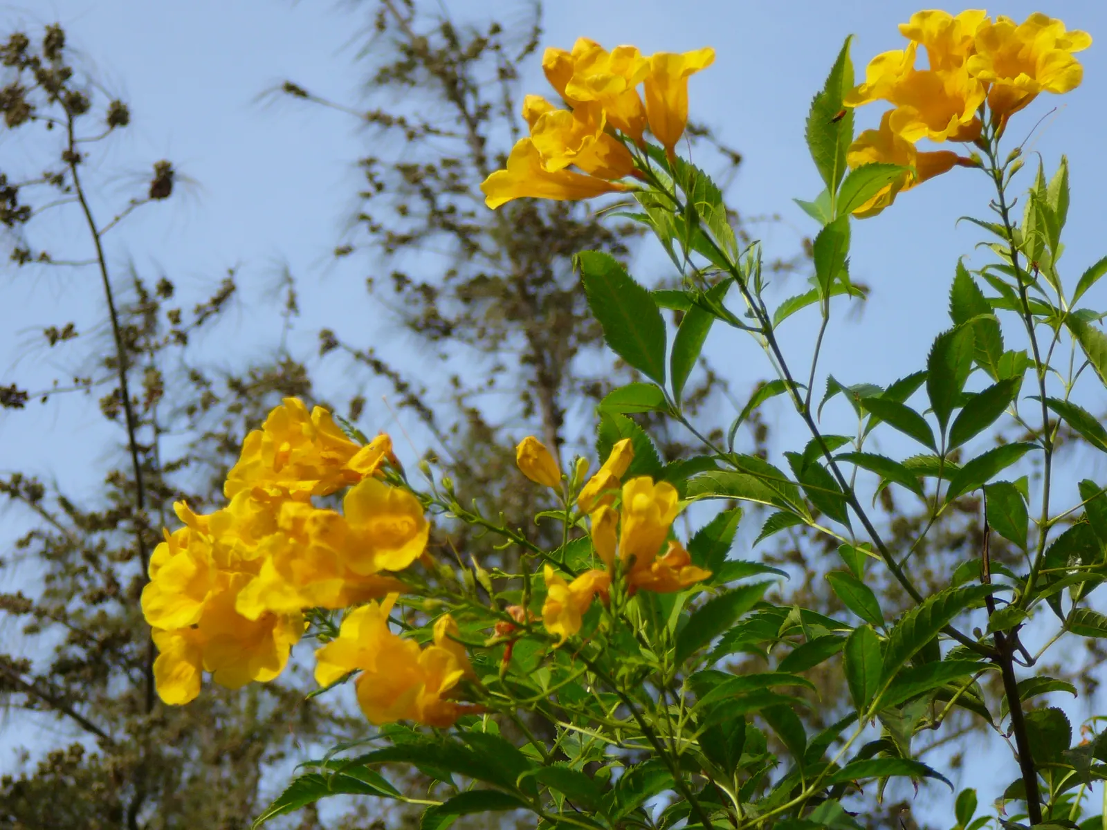 Golden Trumpet Tree (Tabebuia Chrysotricha) — The tree's distinctive furrowed bark and palmately-compound