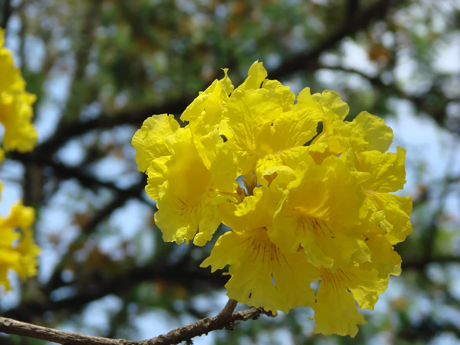 Golden Trumpet Tree (Tabebuia Chrysotricha) — making it an ideal focal piece for sunny regions