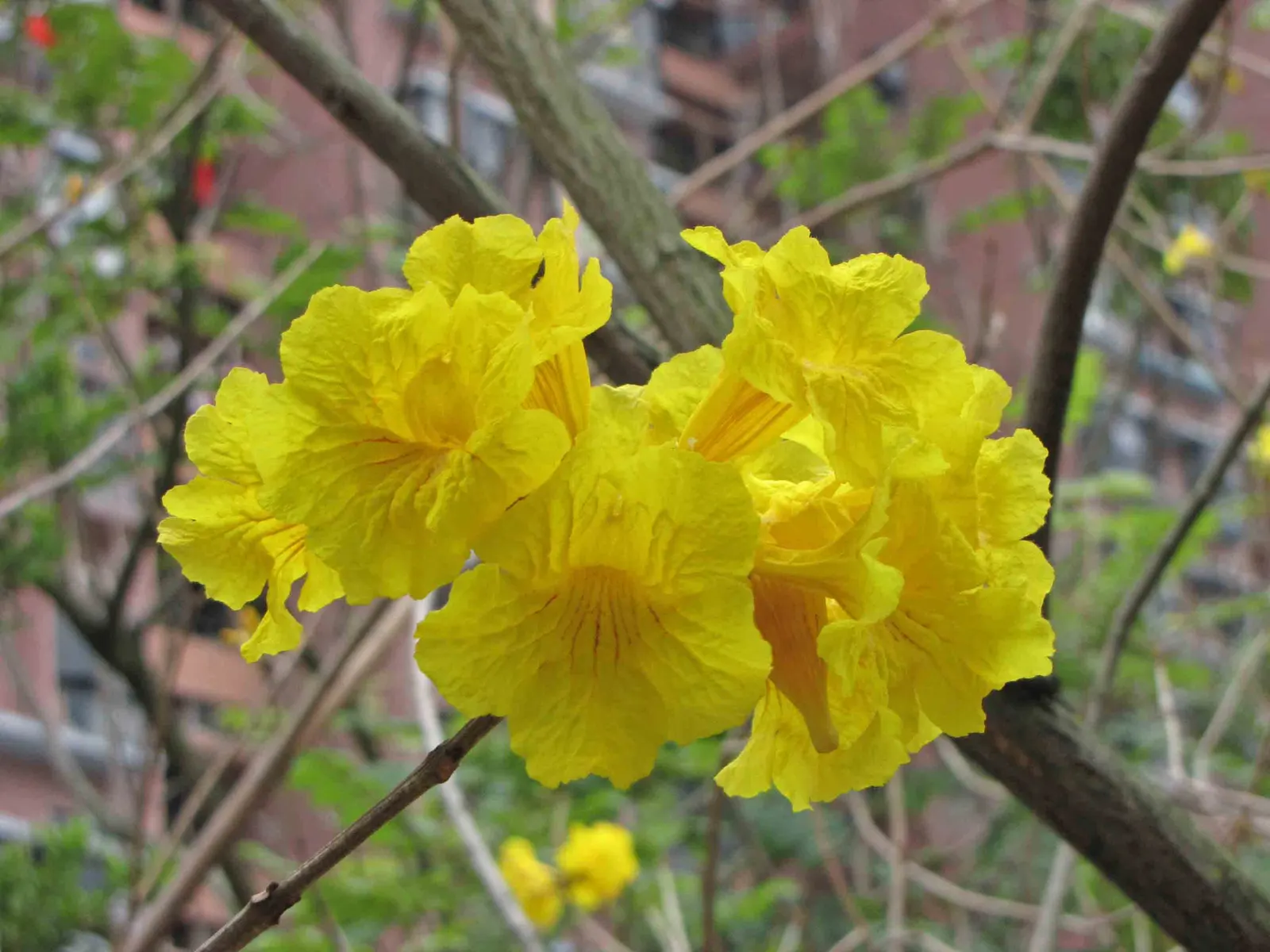 Golden Trumpet Tree (Tabebuia Chrysotricha) — yellow flowers in the garden; making it an ideal focal piece for sunny regions, image 86
