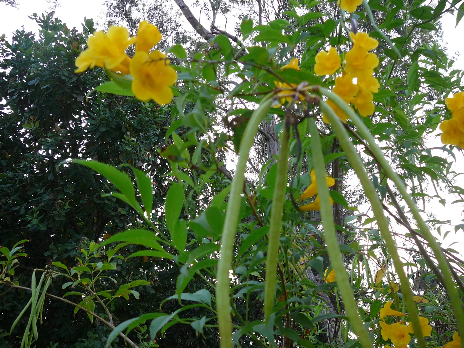 Golden Trumpet Tree (Tabebuia Chrysotricha) — provided it's moderately fertile