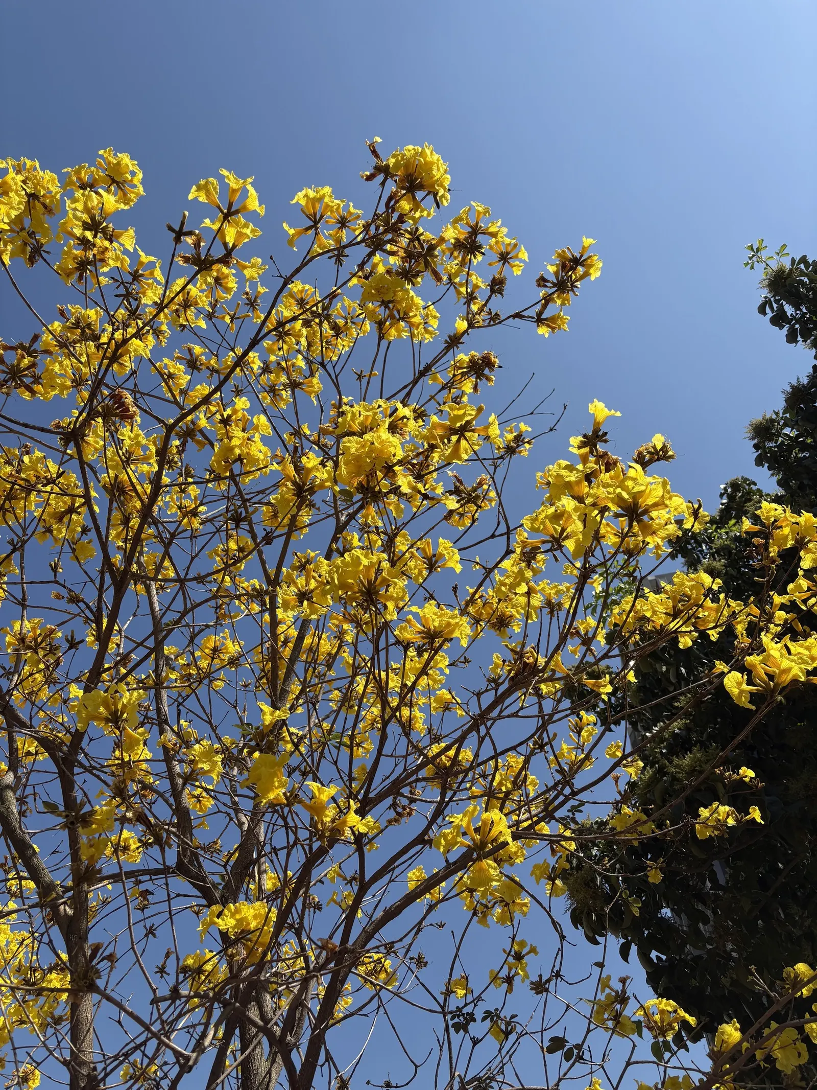Golden Trumpet Tree (Tabebuia Chrysotricha) — tree for full or half