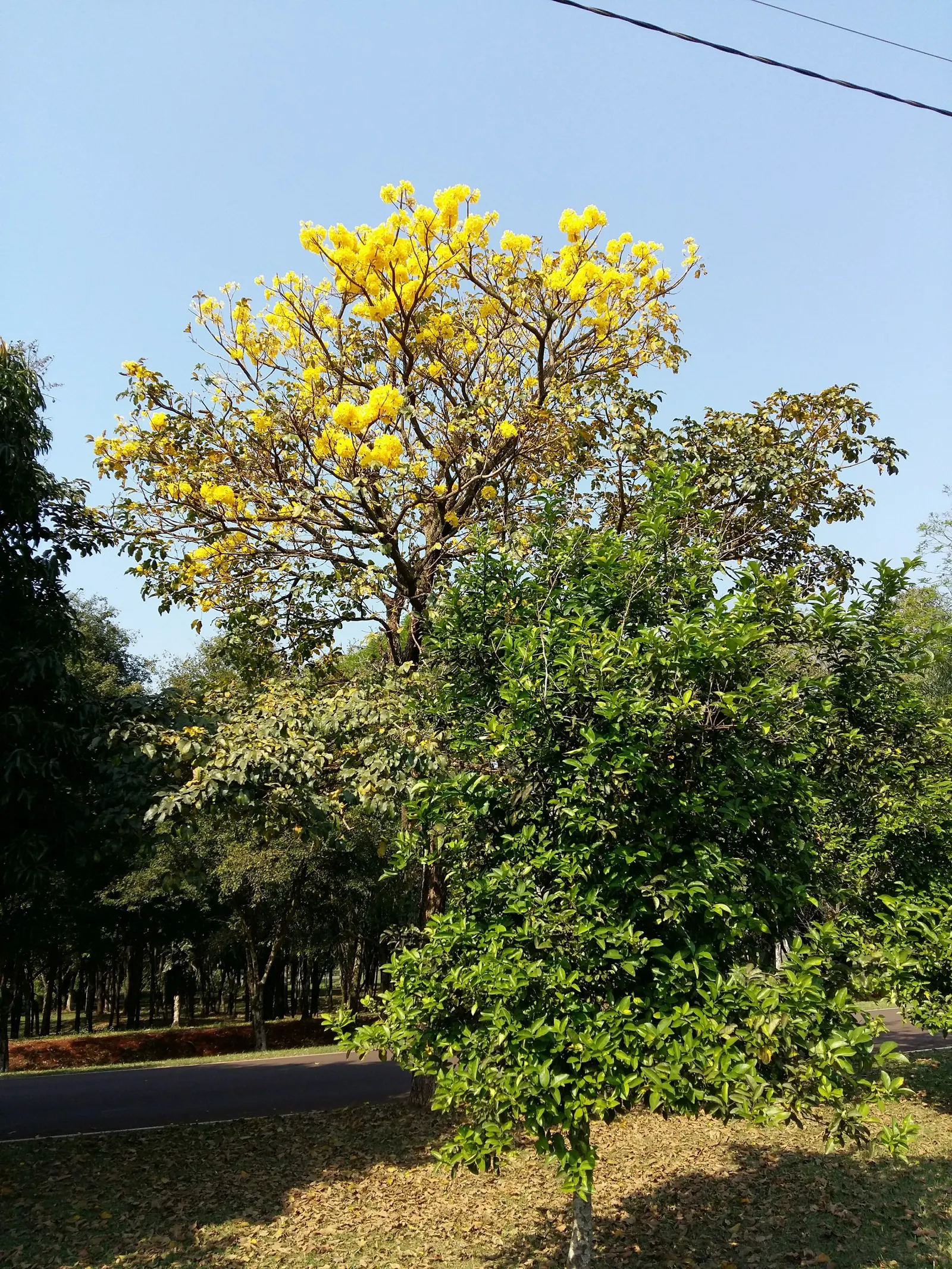 Golden Trumpet Tree (Tabebuia Chrysotricha) — fast-growing deciduous tree that reaches heights of 20-25 feet