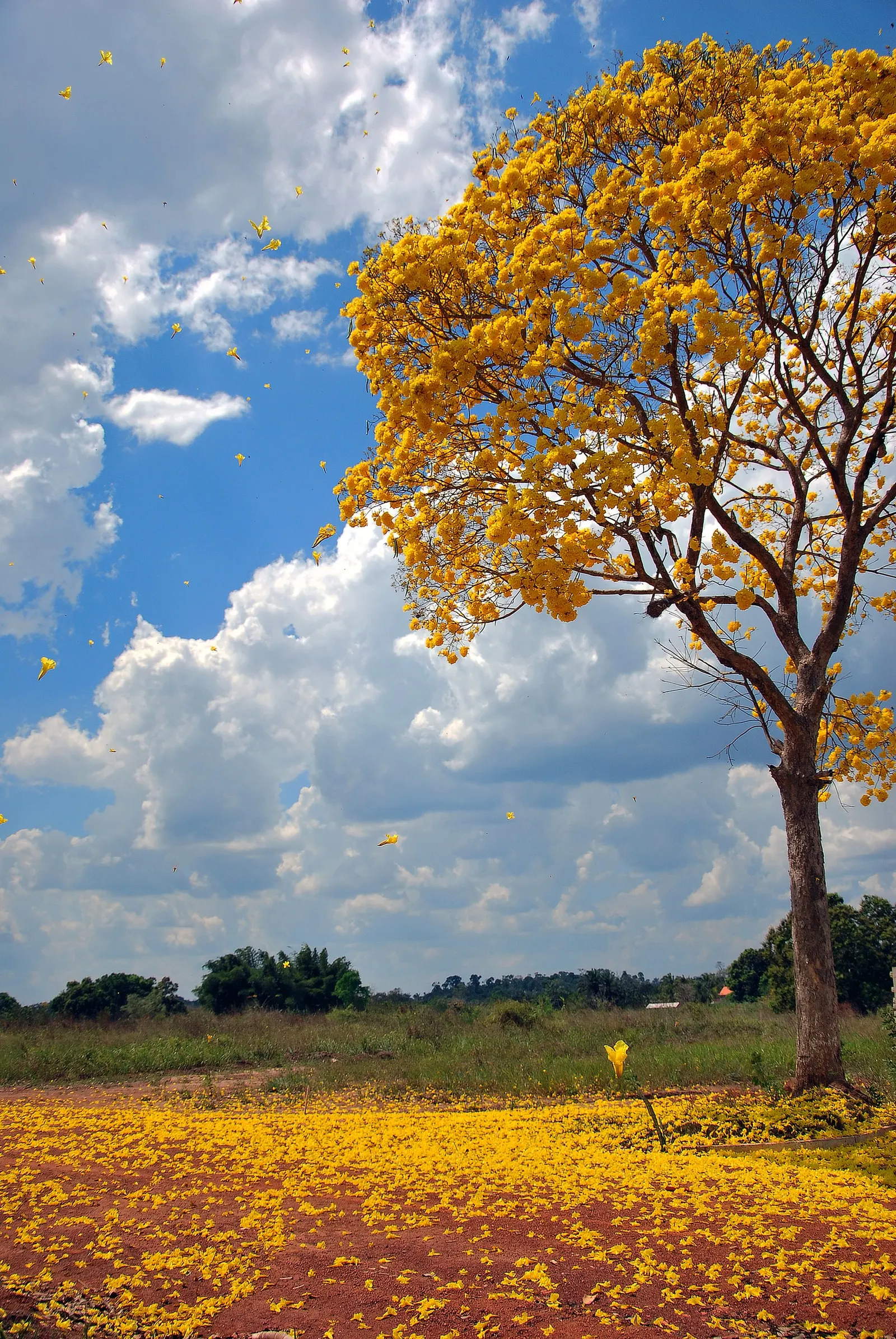 Golden Trumpet Tree (Tabebuia Chrysotricha) — making it an ideal focal piece for sunny regions; this ornamental gem flourishes in USDA hardiness zones 9