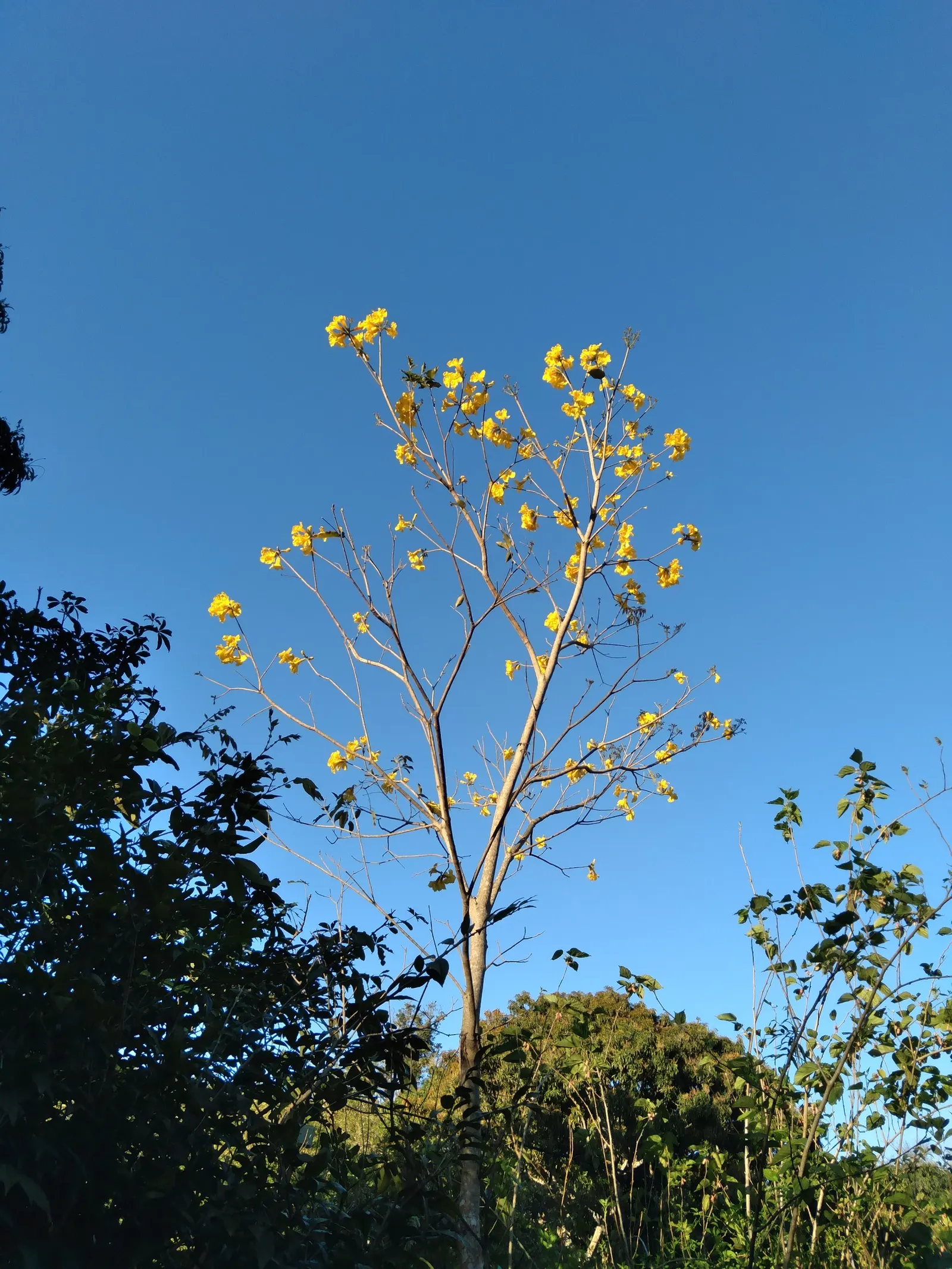 Golden Trumpet Tree (Tabebuia Chrysotricha) — clusters densely on the branches; tree with yellow blooms