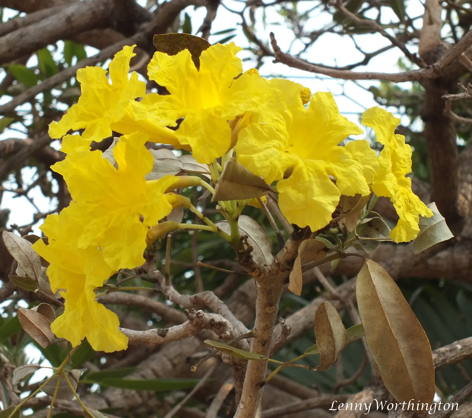 Golden Trumpet Tree (Tabebuia Chrysotricha) — The Golden Trumpet Tree (Tabebuia chrysotricha) is a striking; it features a moderate canopy spread of 15-20 feet