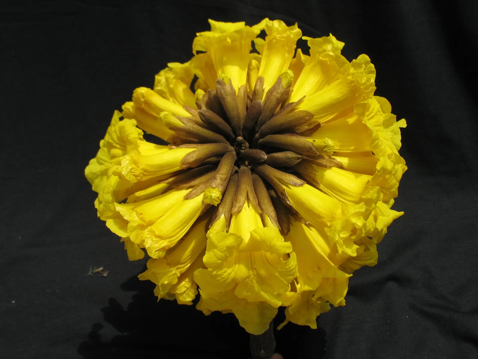 Golden Trumpet Tree (Tabebuia Chrysotricha) — tree with yellow blooms