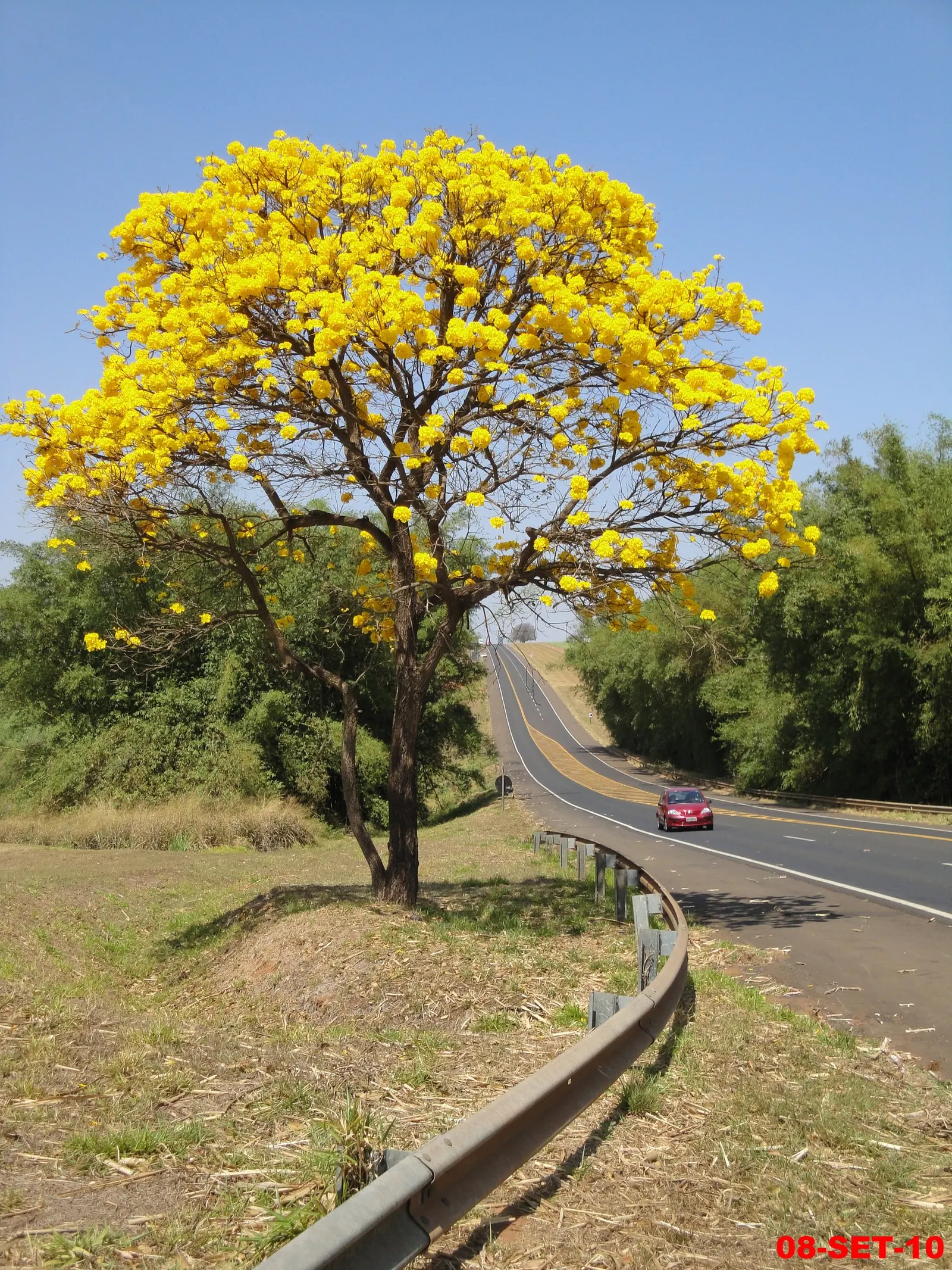 Golden Trumpet Tree (Tabebuia Chrysotricha) — clusters densely on the branches; tree with yellow blooms, image 82