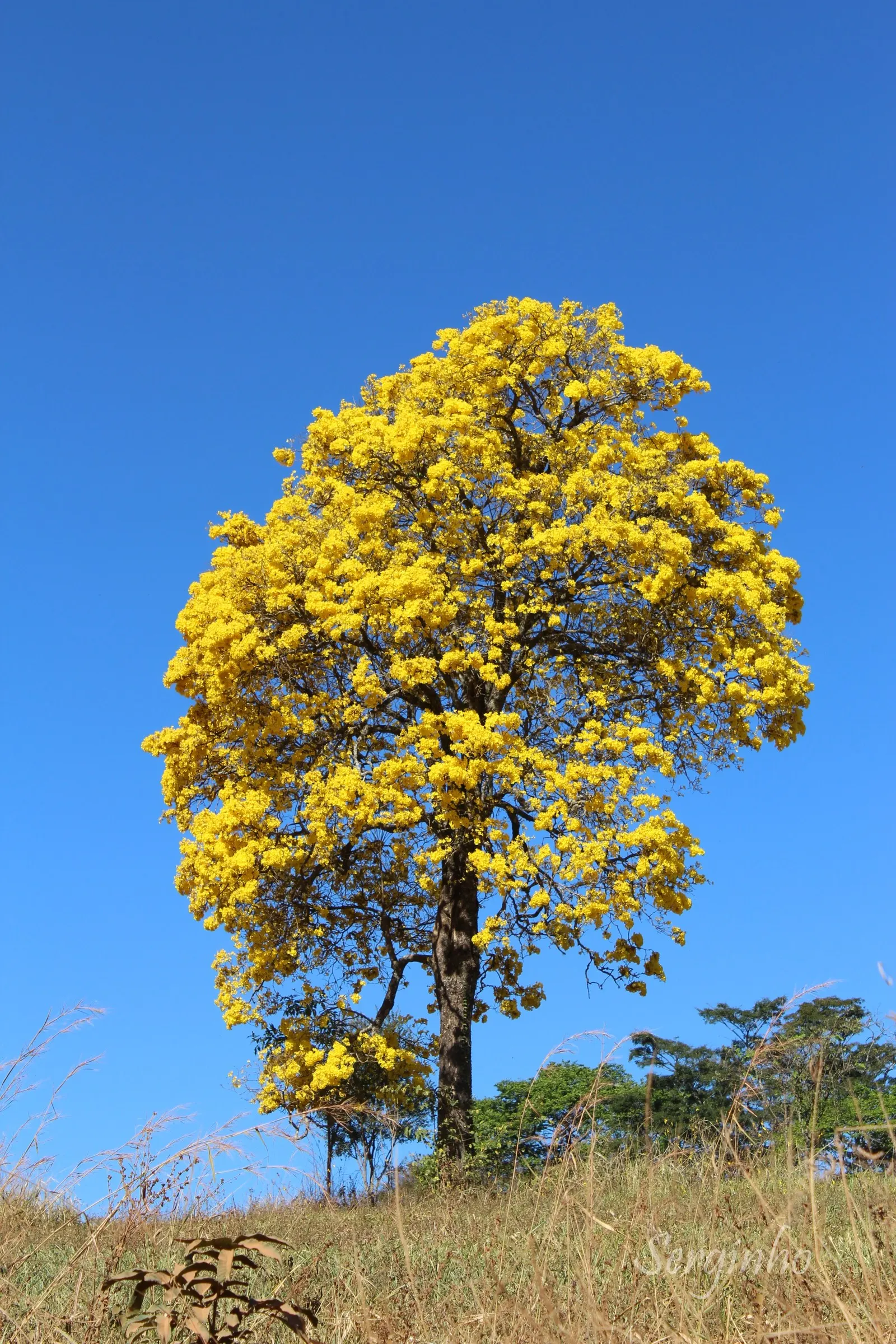 Golden Trumpet Tree (Tabebuia Chrysotricha) — it features a moderate canopy spread of 15-20 feet; renowned for its vibrant yellow blooms in early spring