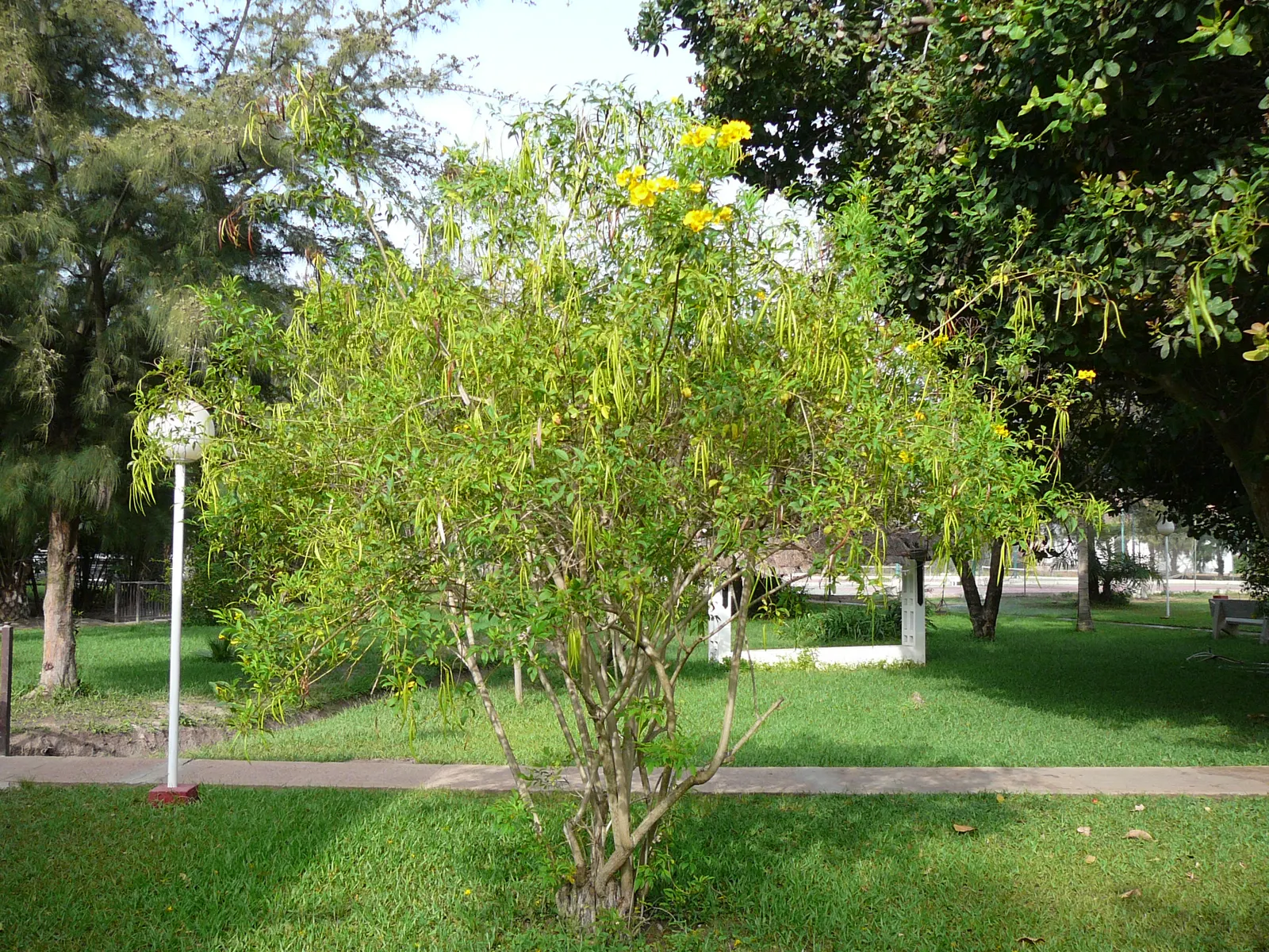 Golden Trumpet Tree (Tabebuia Chrysotricha) — slow-release fertilizer annually in spring to promote healthy growth; prefers well-drained soil and is