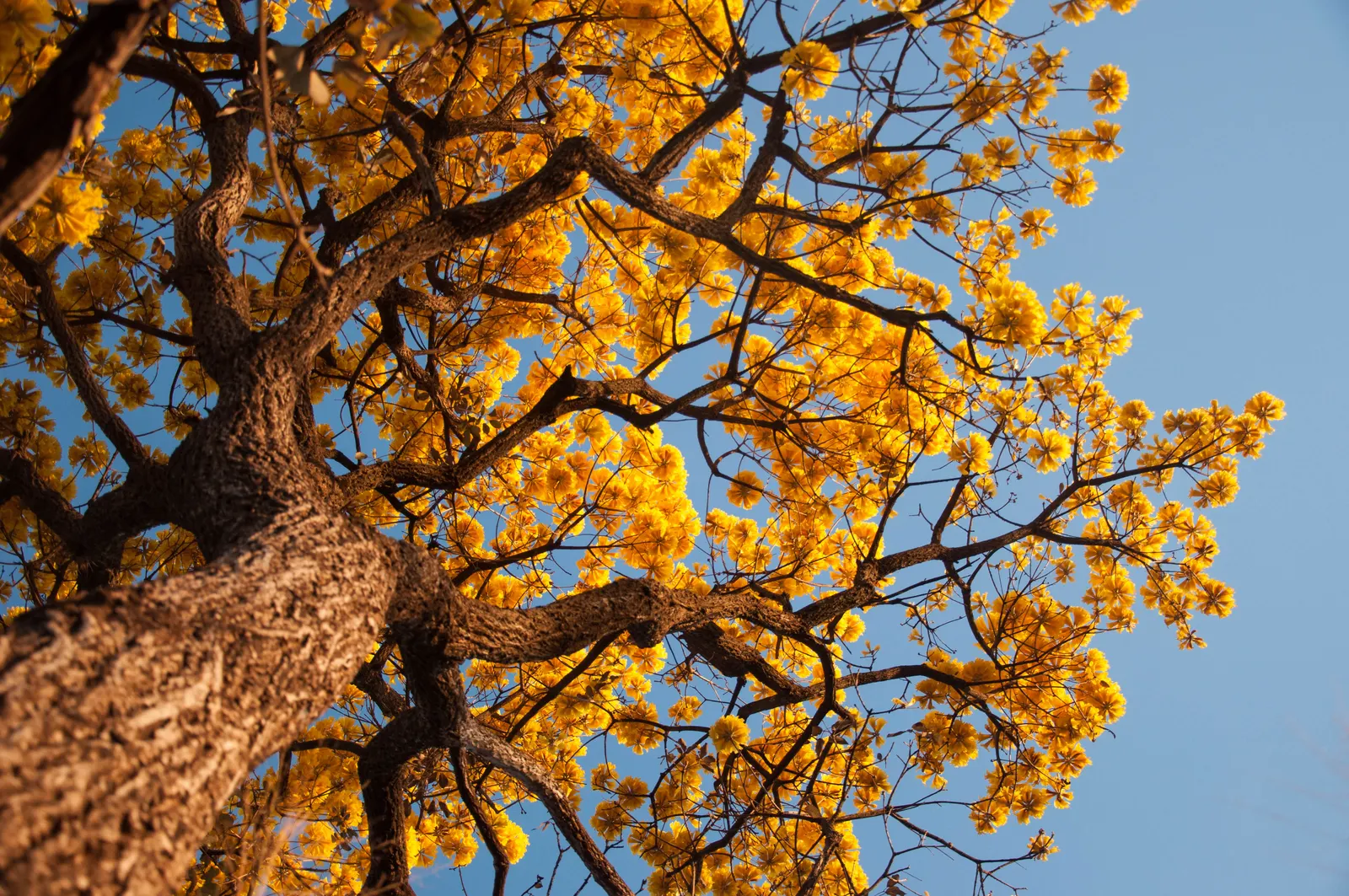 Golden Trumpet Tree (Tabebuia Chrysotricha) — deciduous tree coveted for its vibrant floral display; clusters densely on the branches, image 75